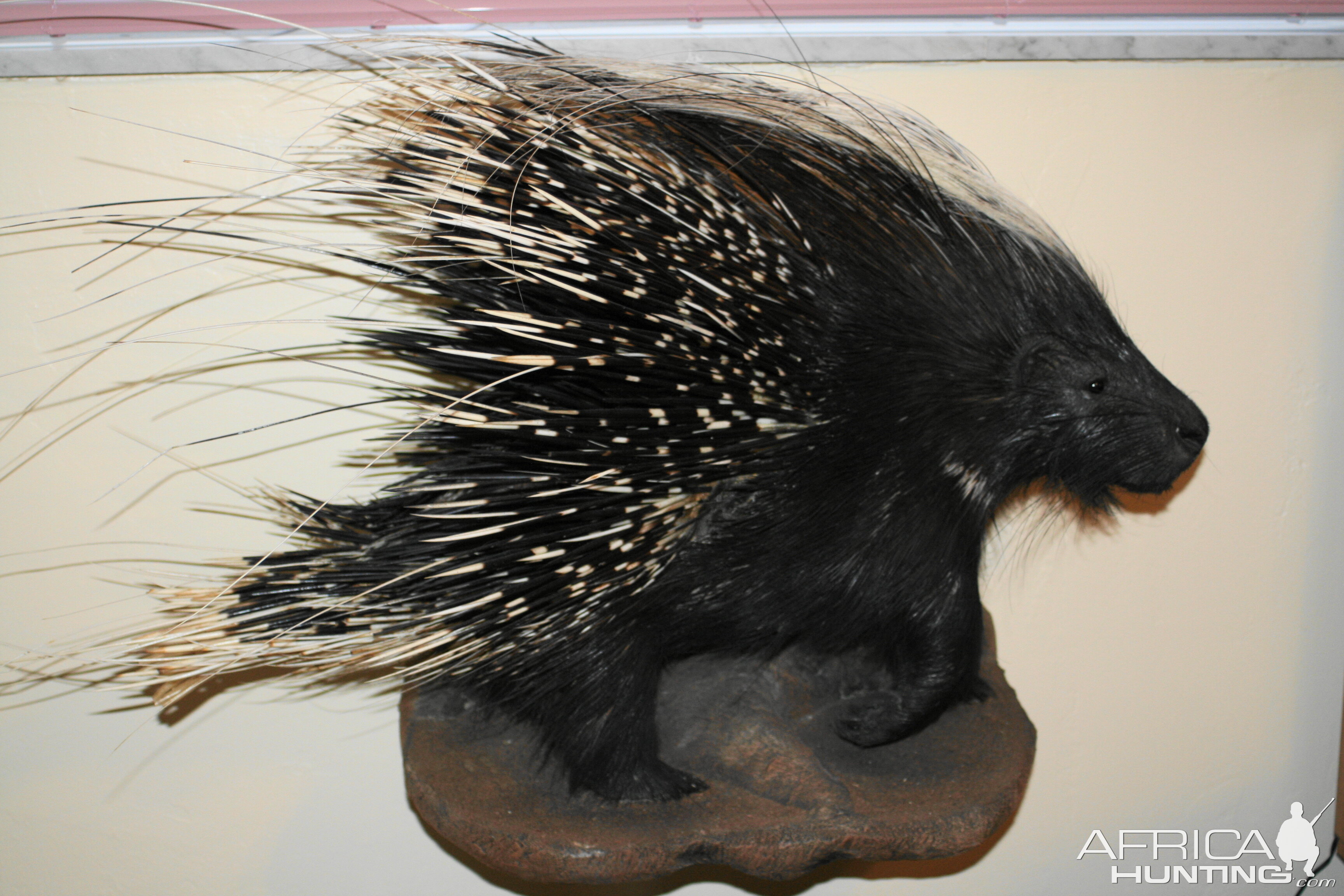 African Porcupine Full Mount Taxidermy