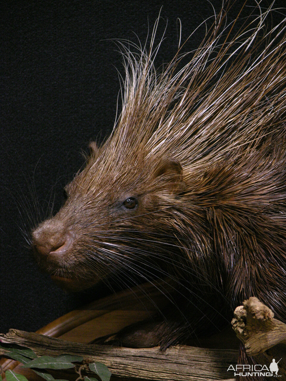 African Porcupine Full Mount Taxidermy