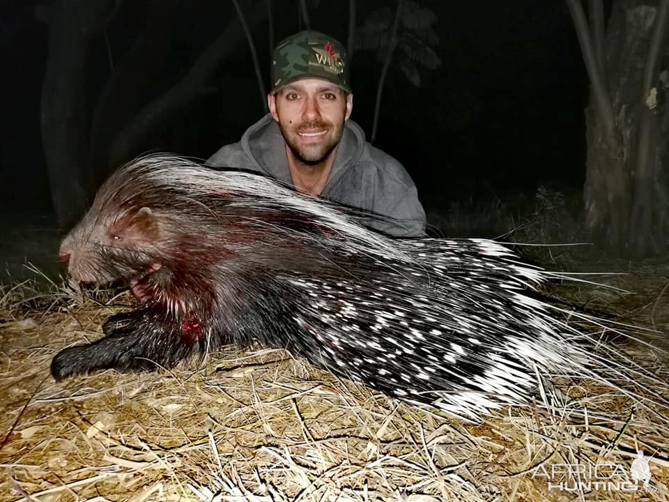 African Porcupine Hunting South Africa