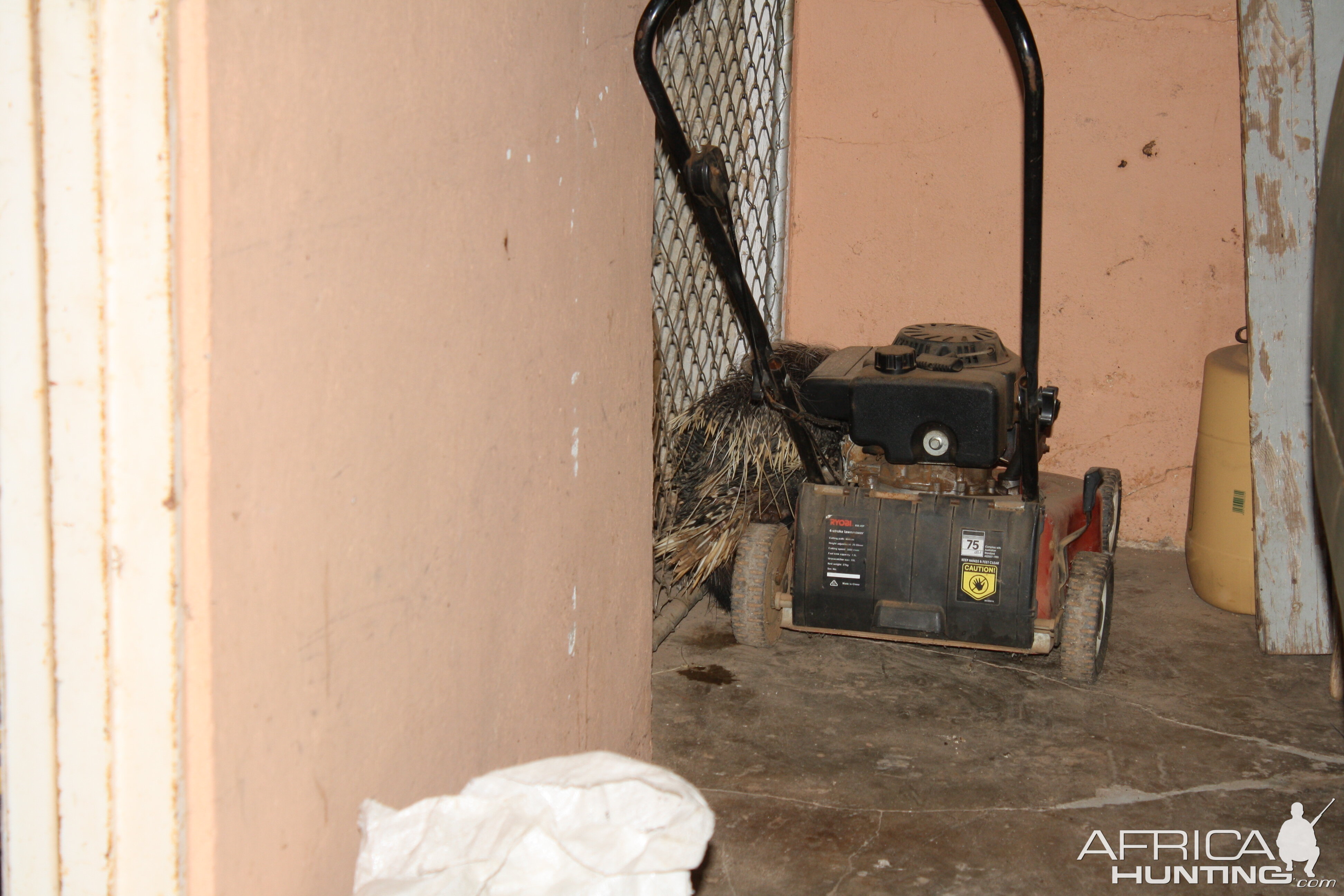 African Porcupine in storage room