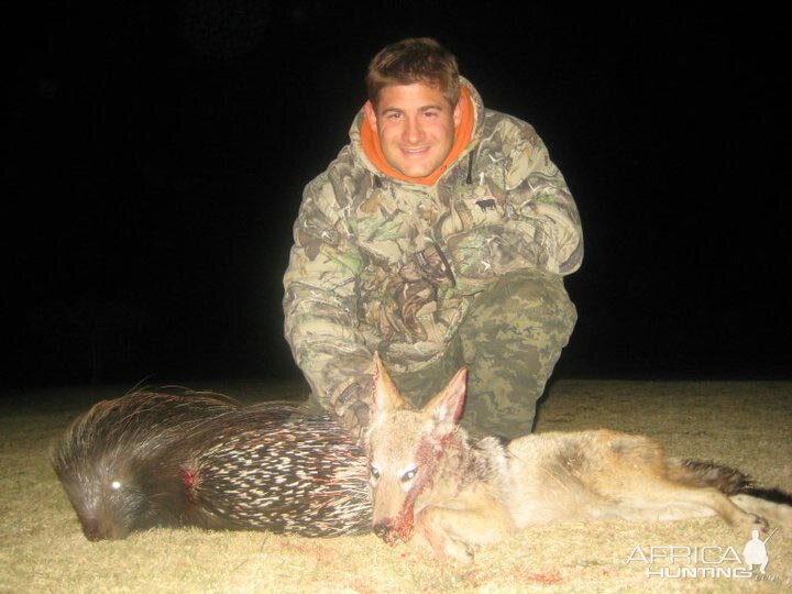 African Porcupine & Jackal Hunt