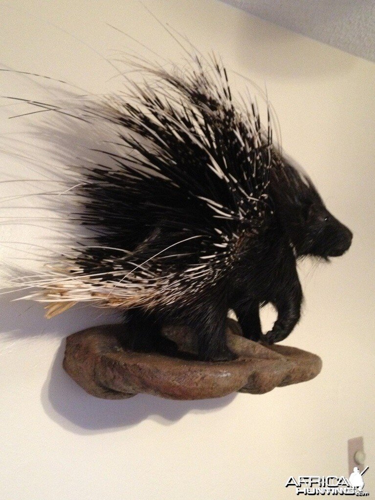 African Porcupine Mount