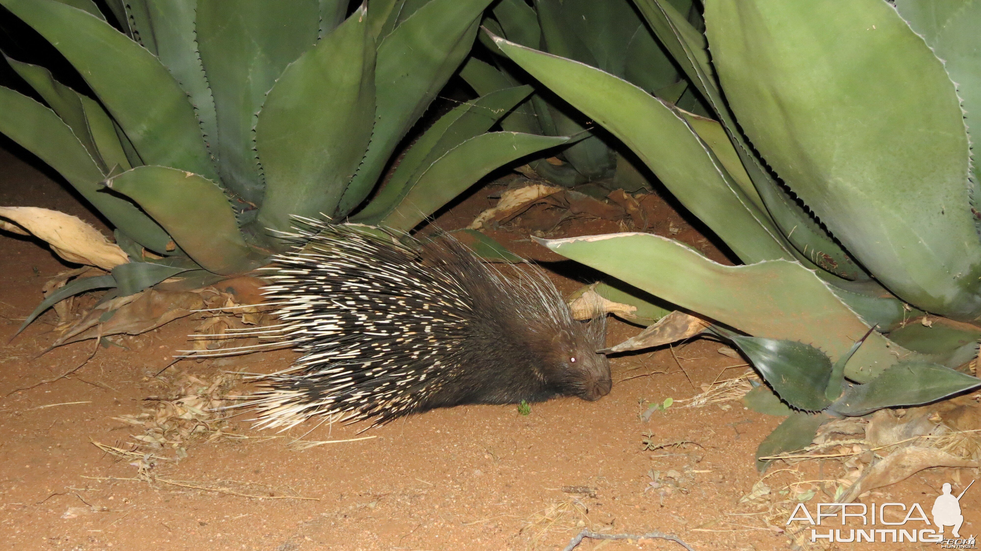 African Porcupine Namibia