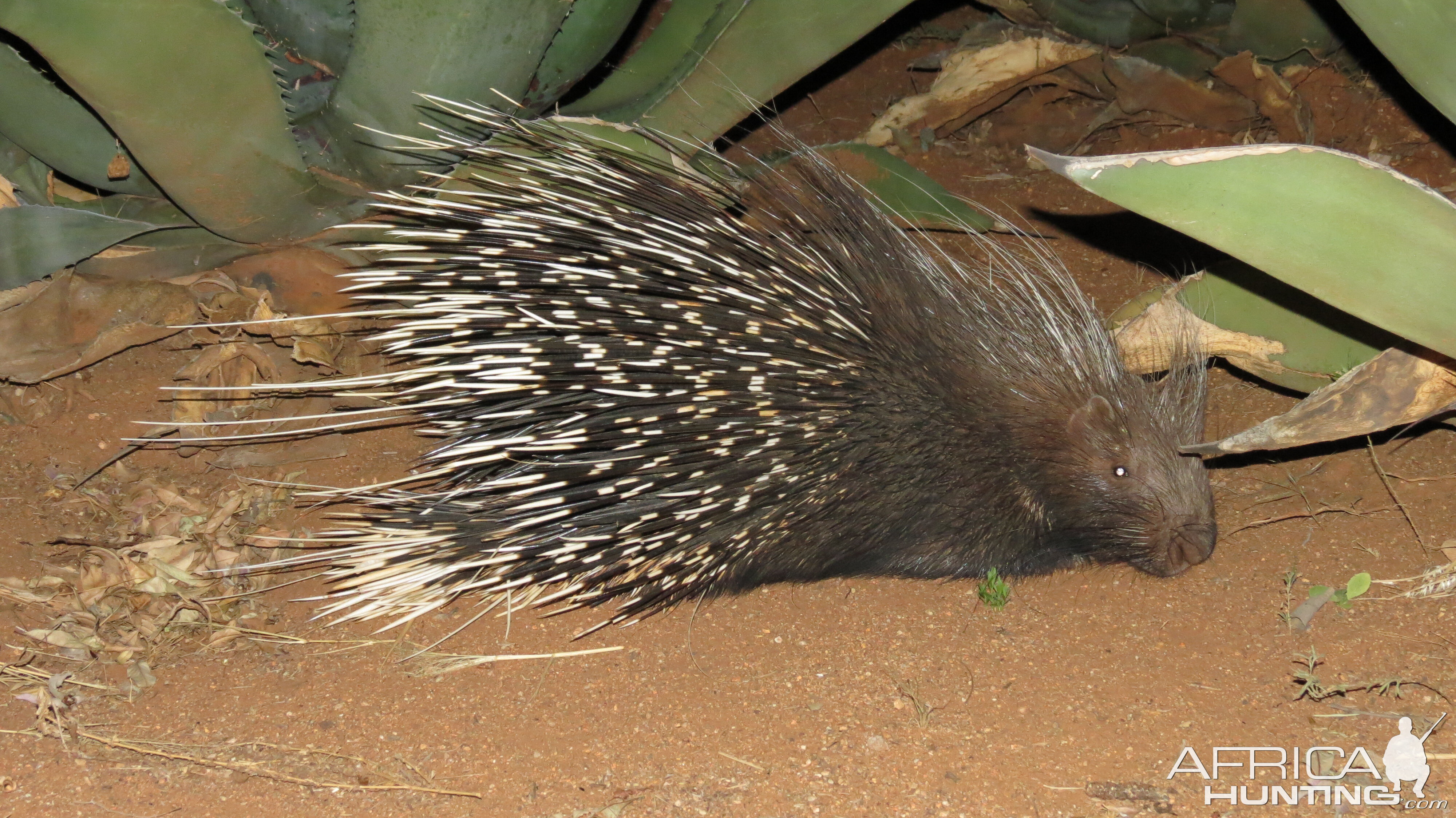 African Porcupine Namibia