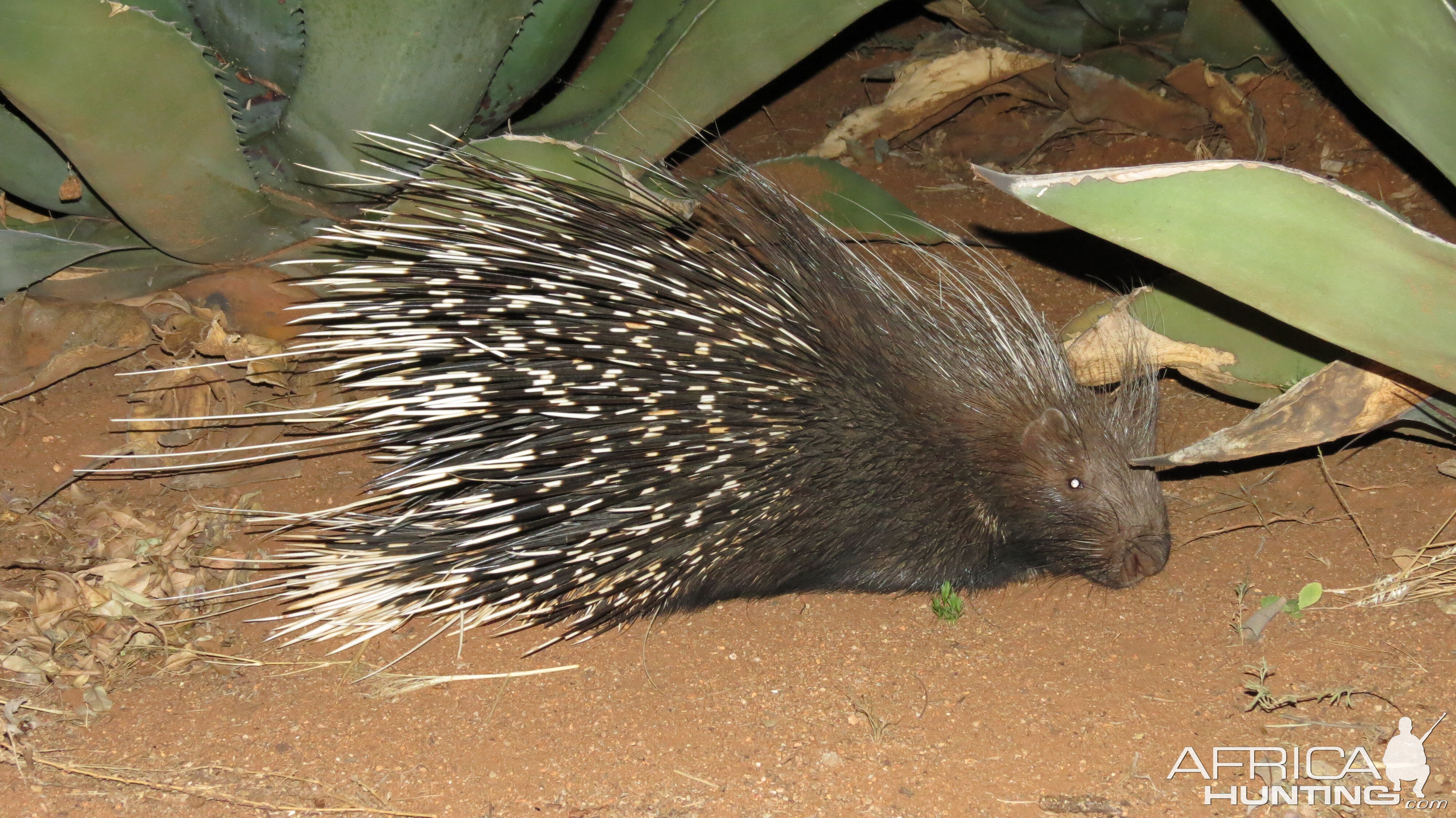 African Porcupine Namibia