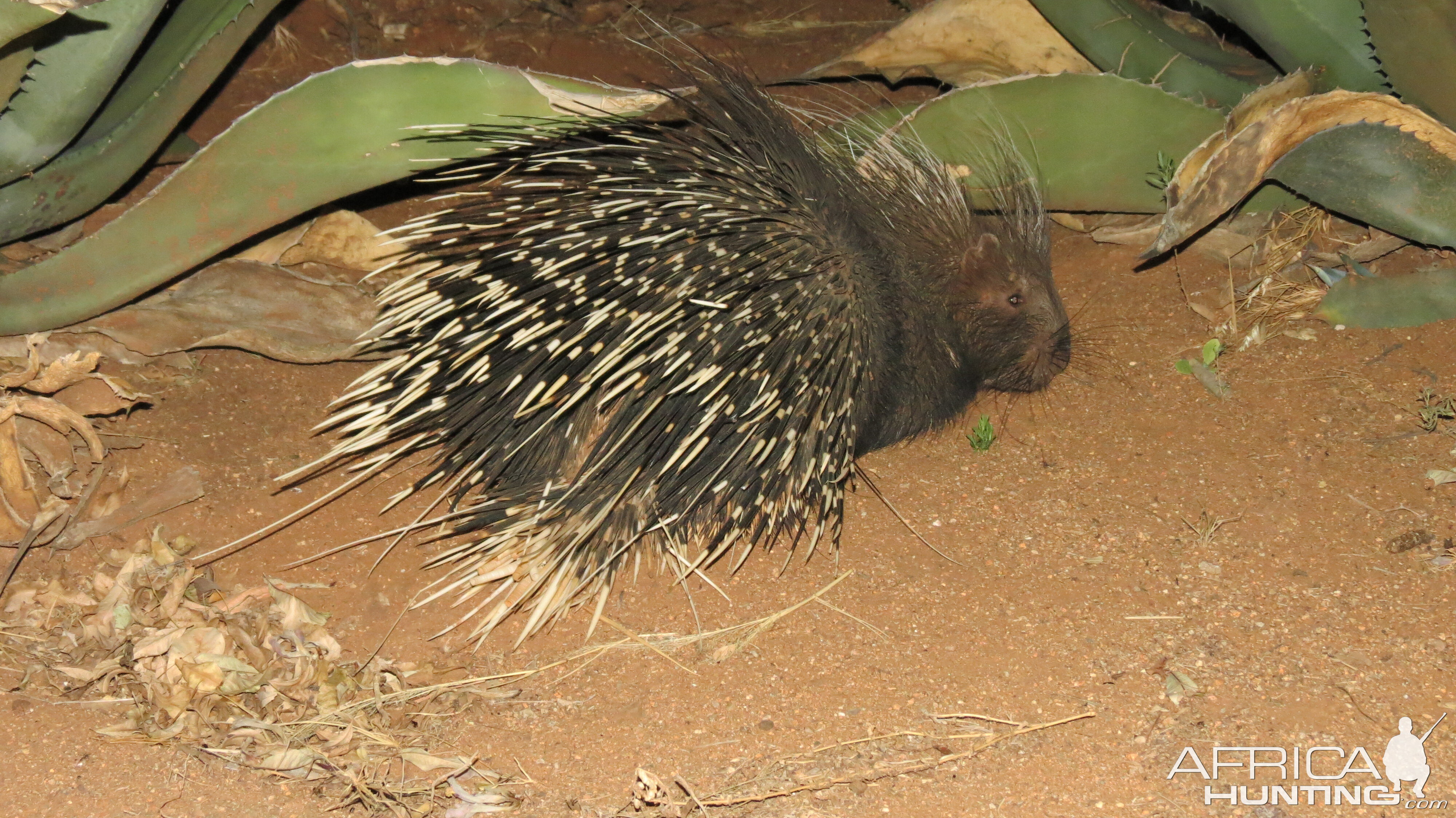 African Porcupine Namibia