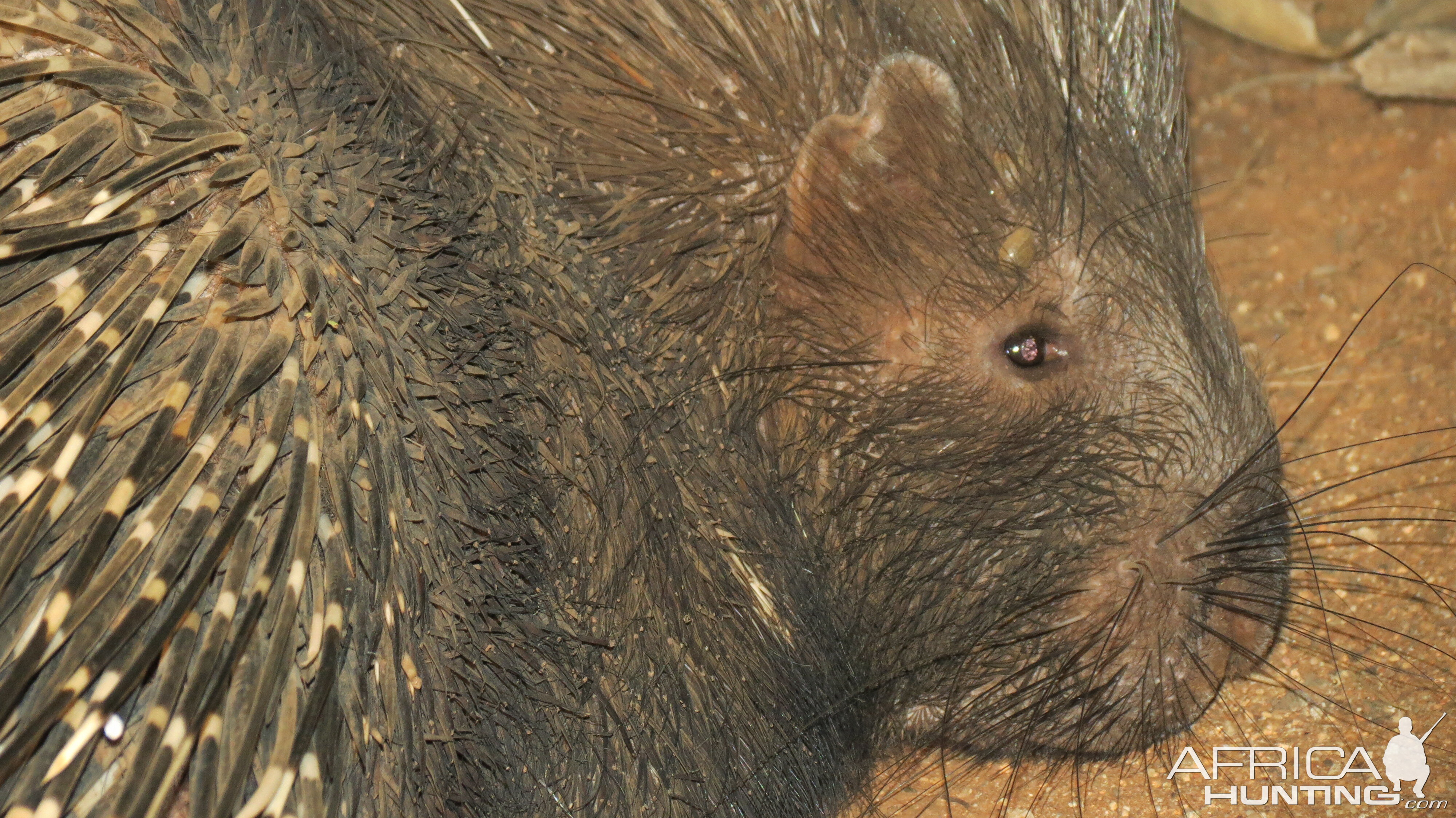 African Porcupine Namibia