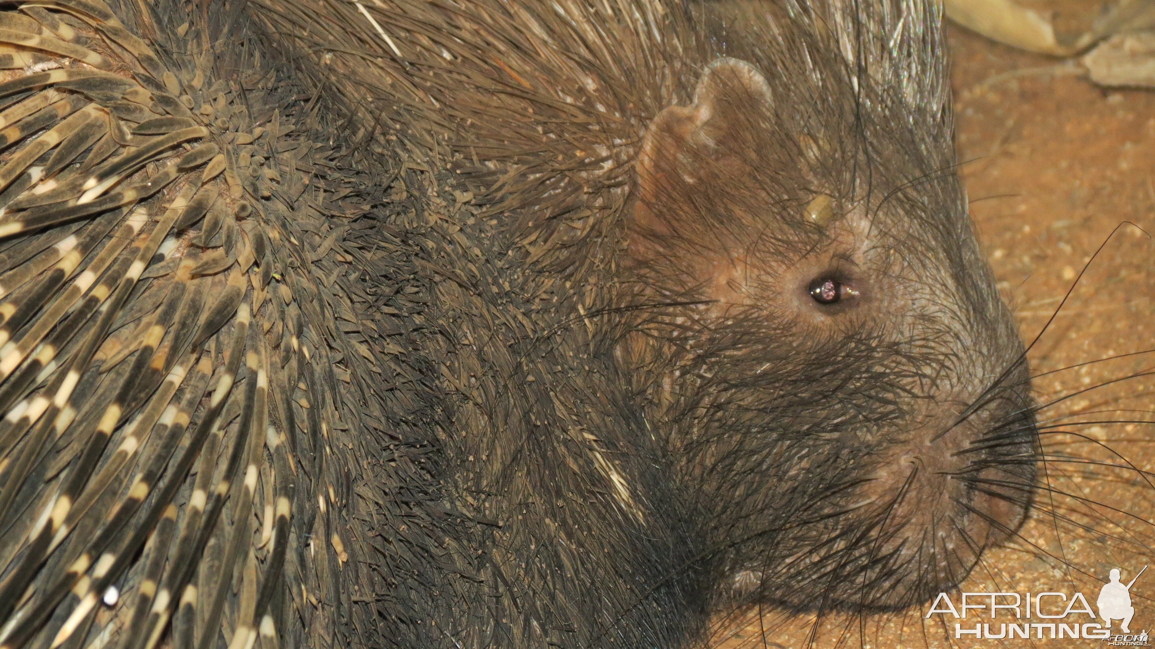 African Porcupine Namibia