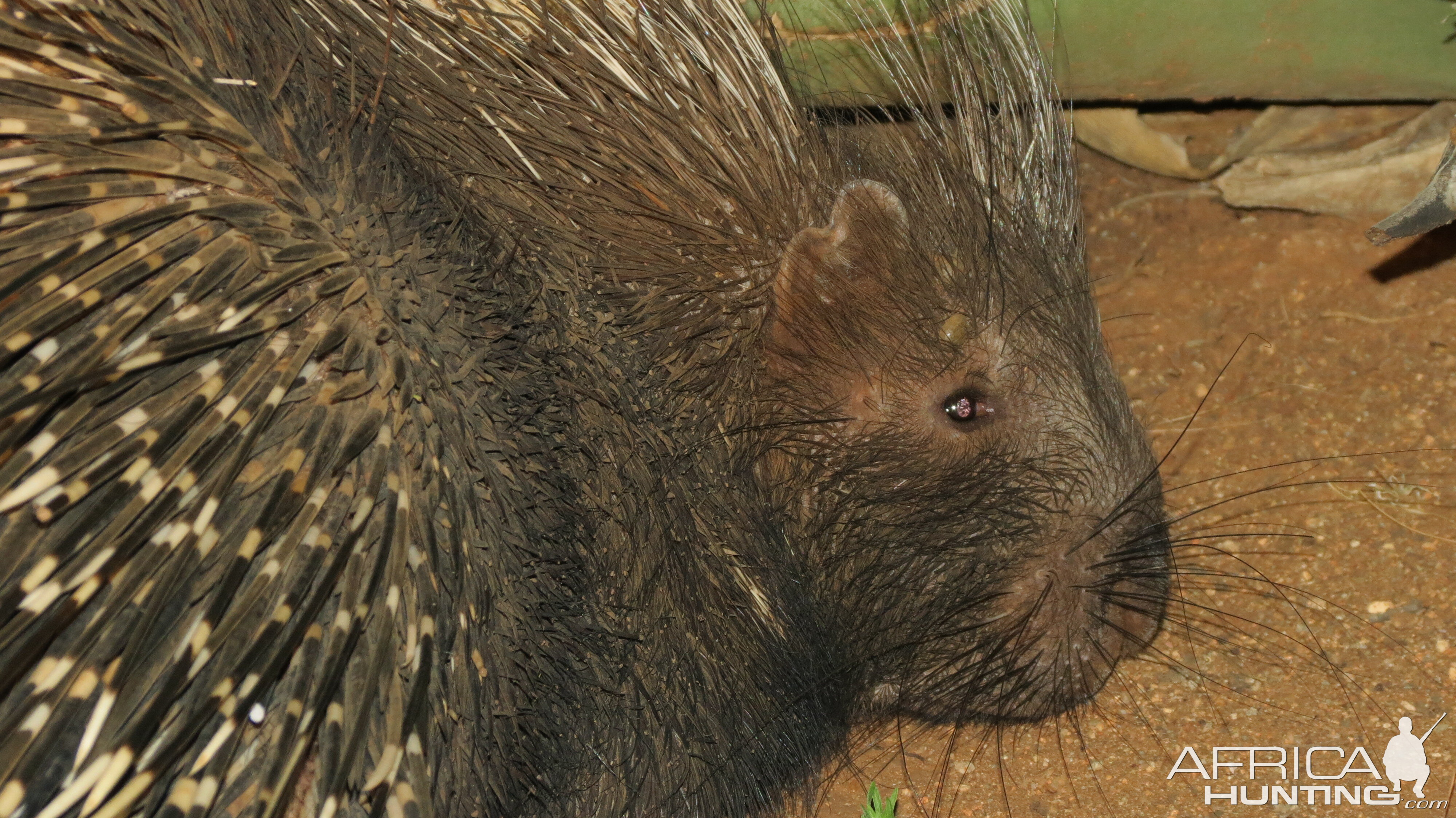 African Porcupine Namibia