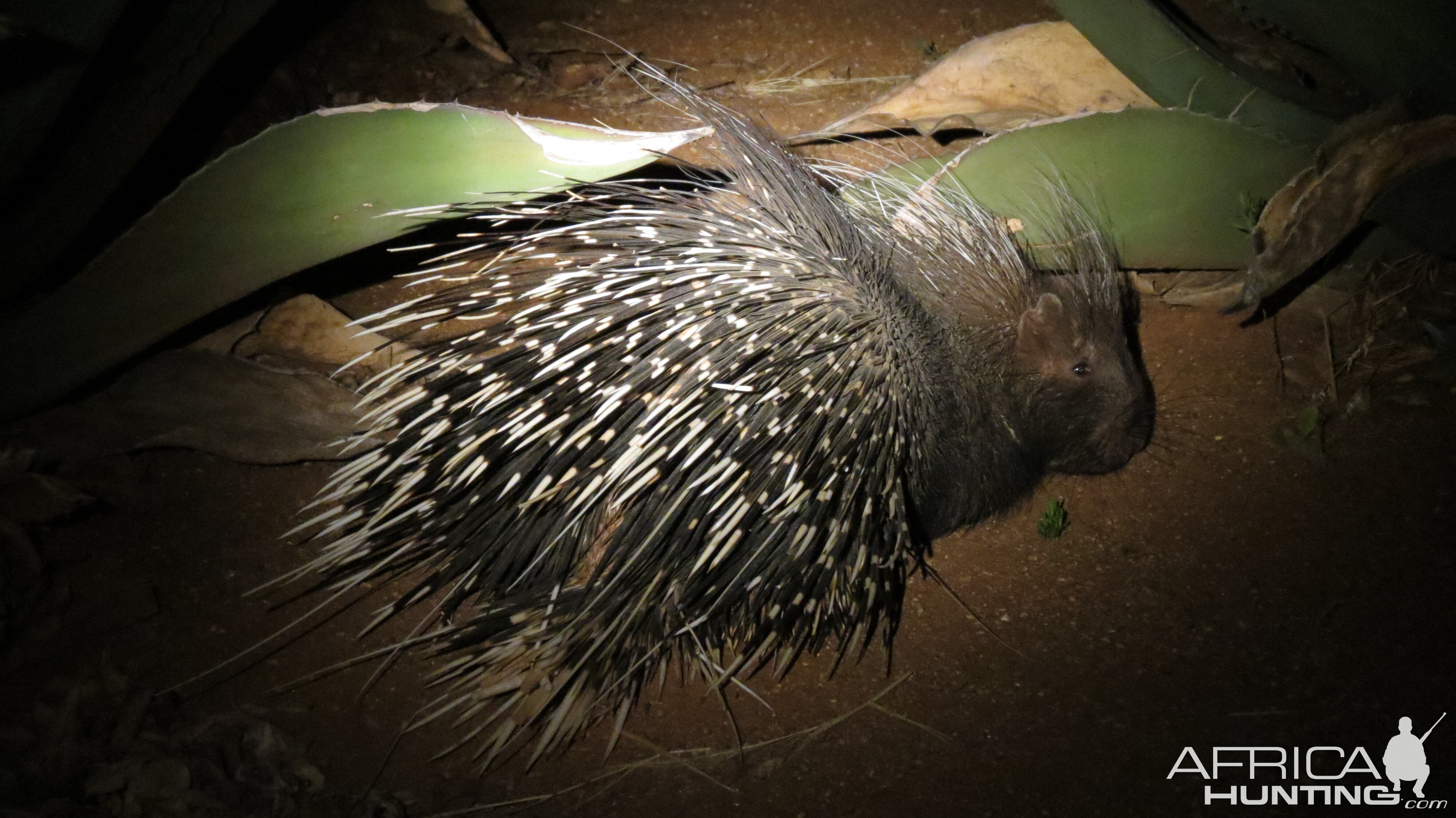 African Porcupine Namibia