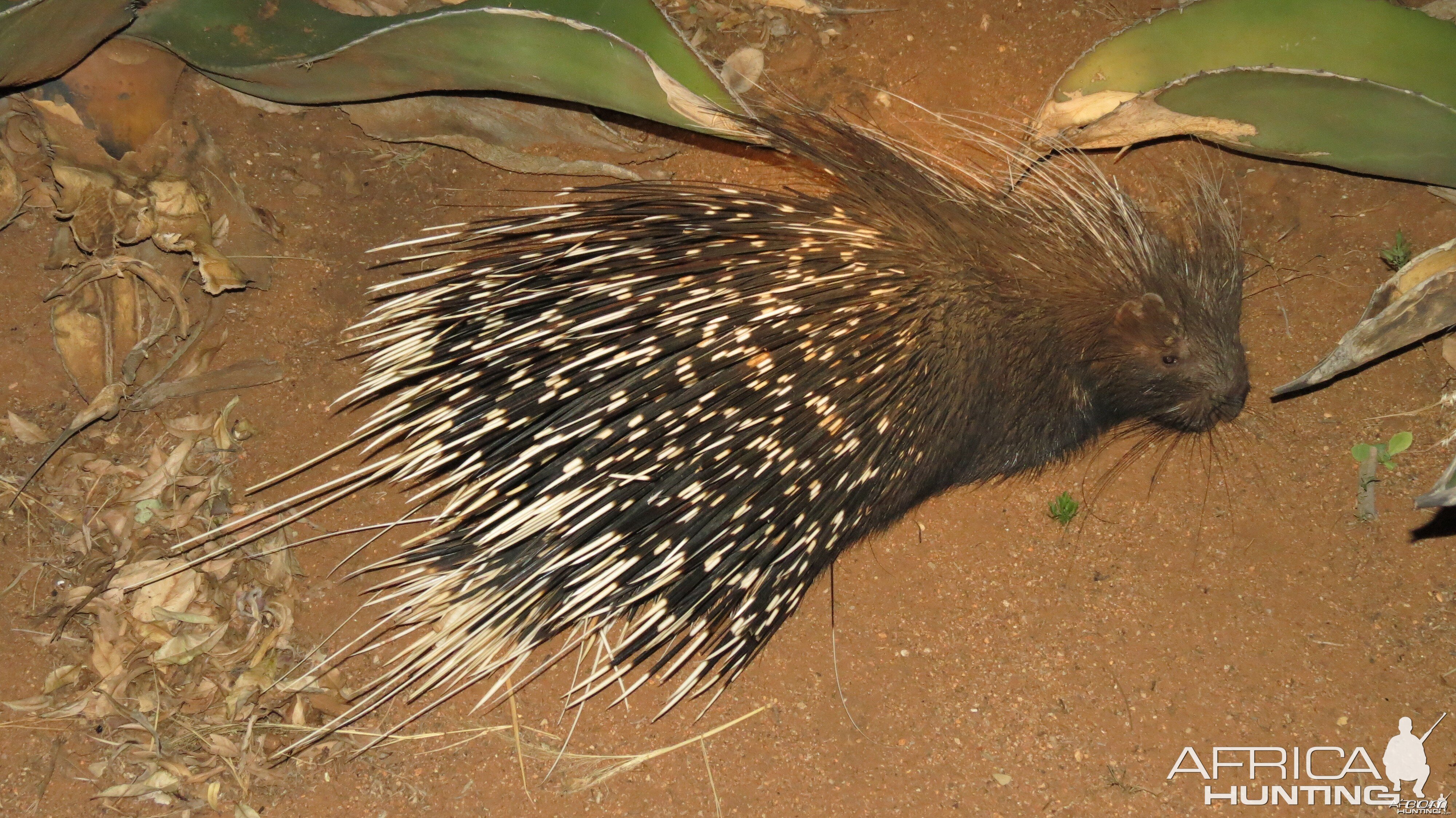 African Porcupine Namibia