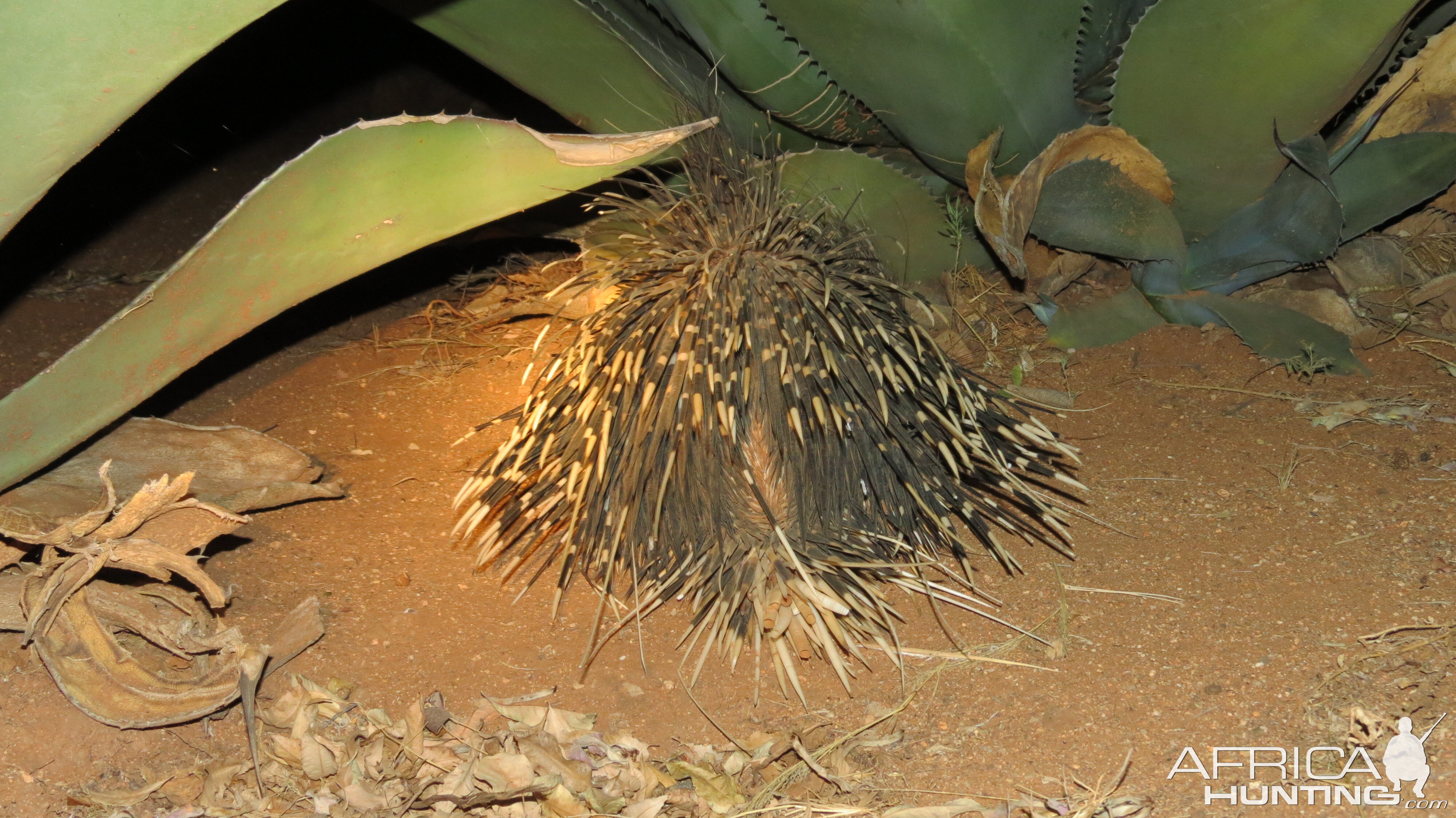 African Porcupine Namibia