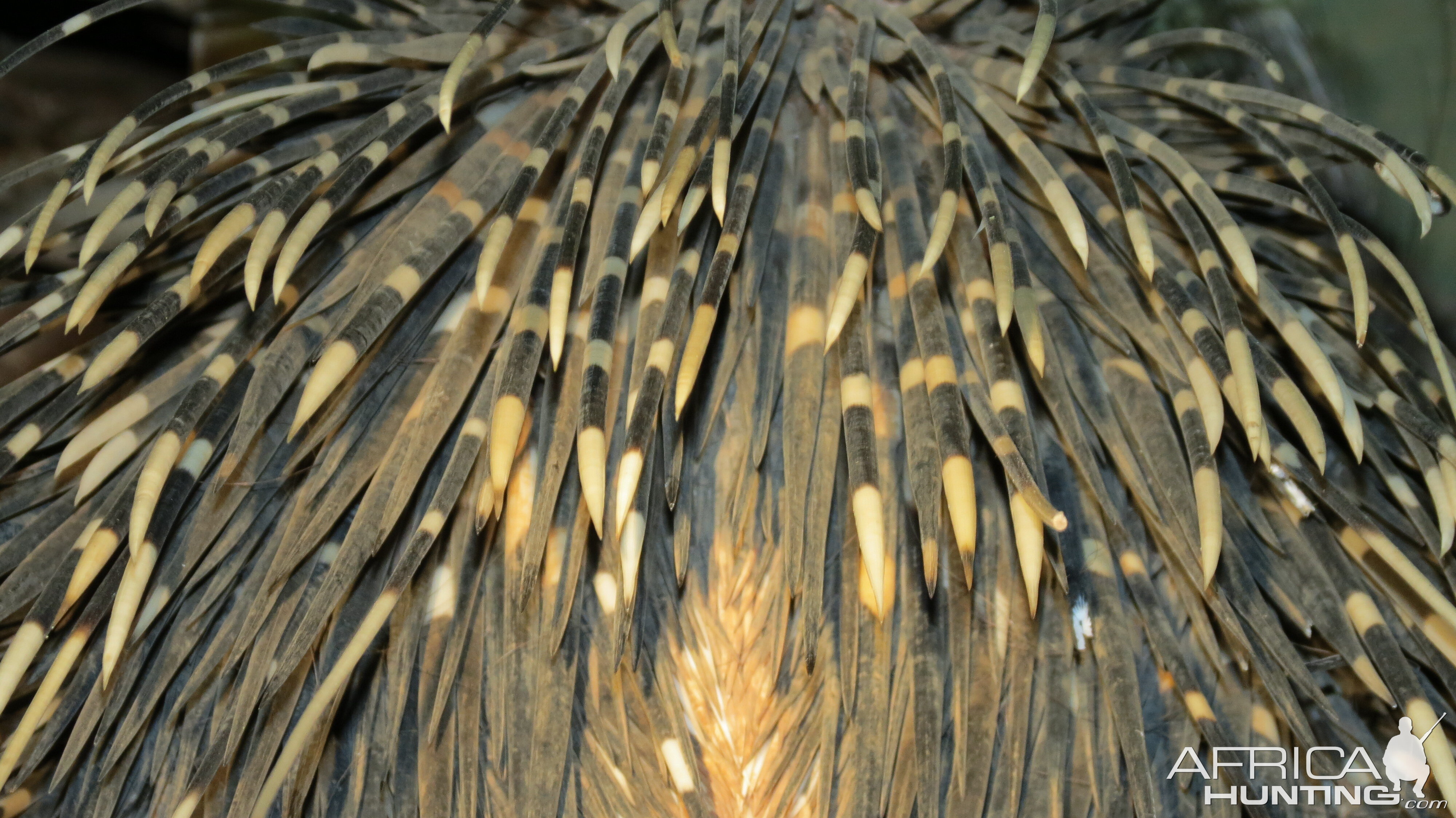 African Porcupine Namibia