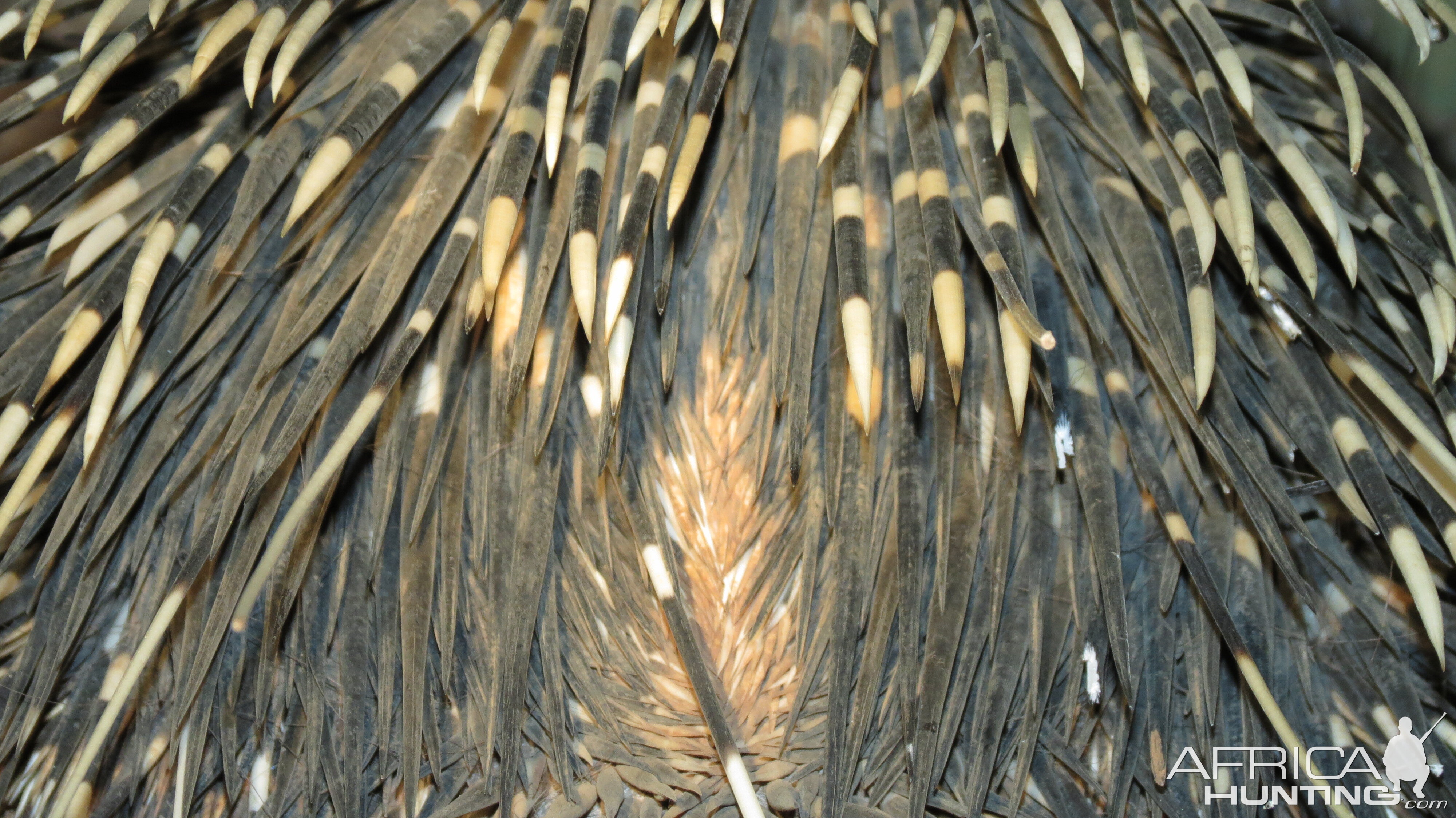 African Porcupine Namibia