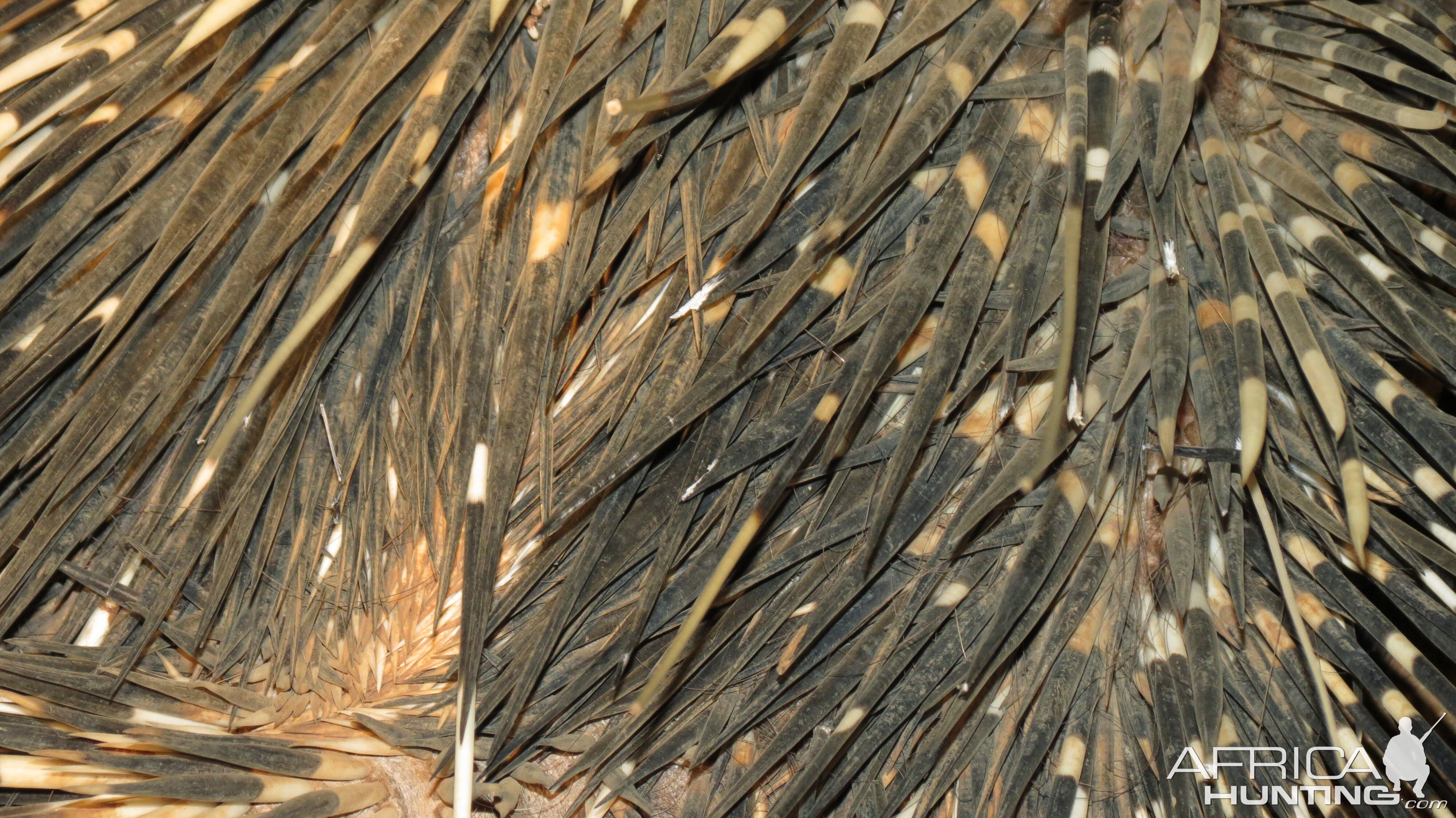 African Porcupine Namibia