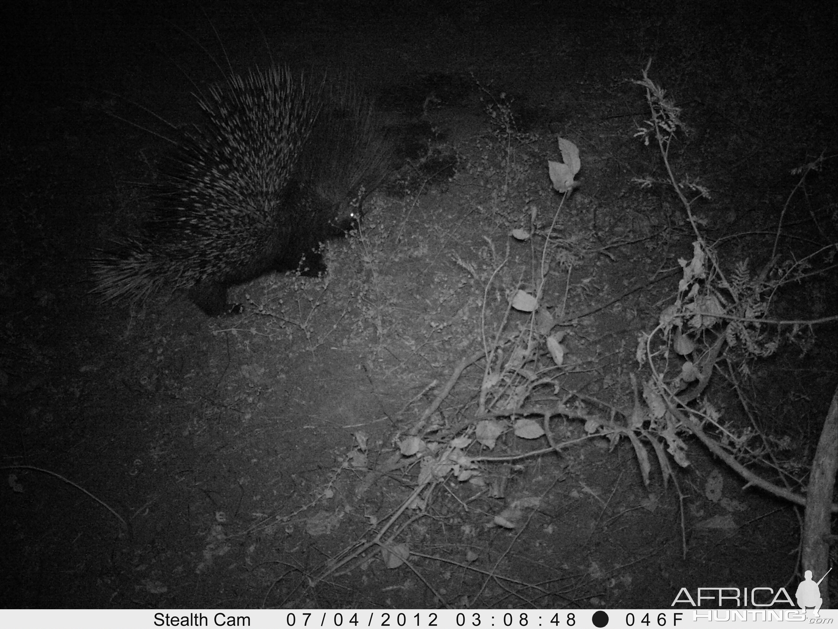 African Porcupine