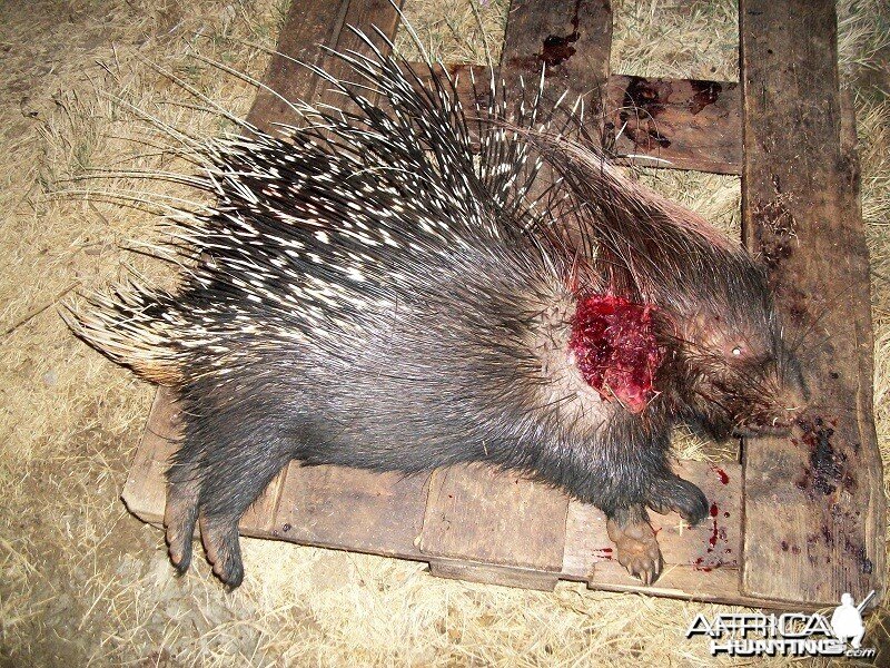 African Porcupine