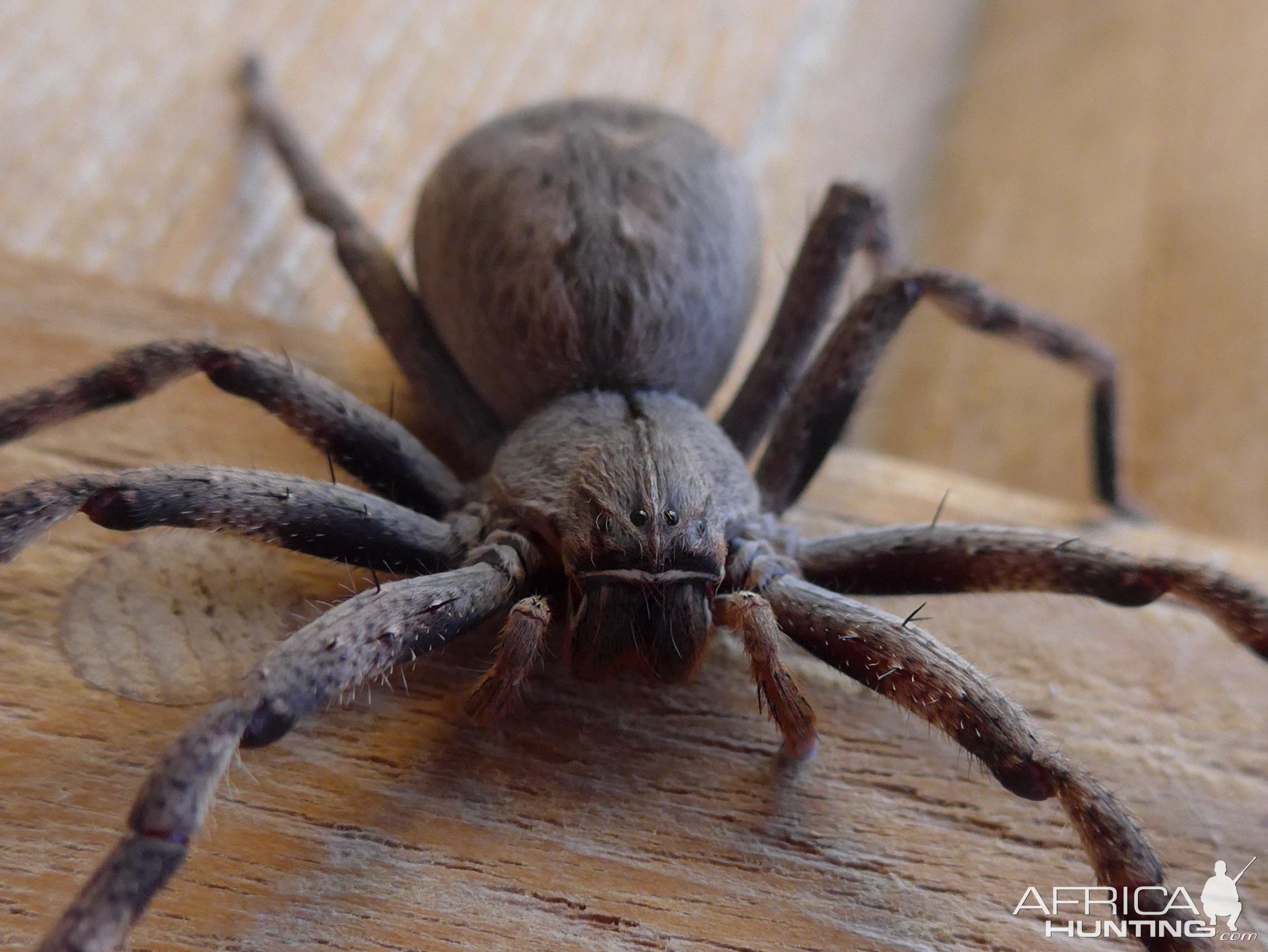 African Rain Spider