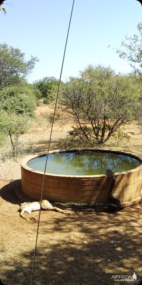 African Rock Python Limpopo South Africa