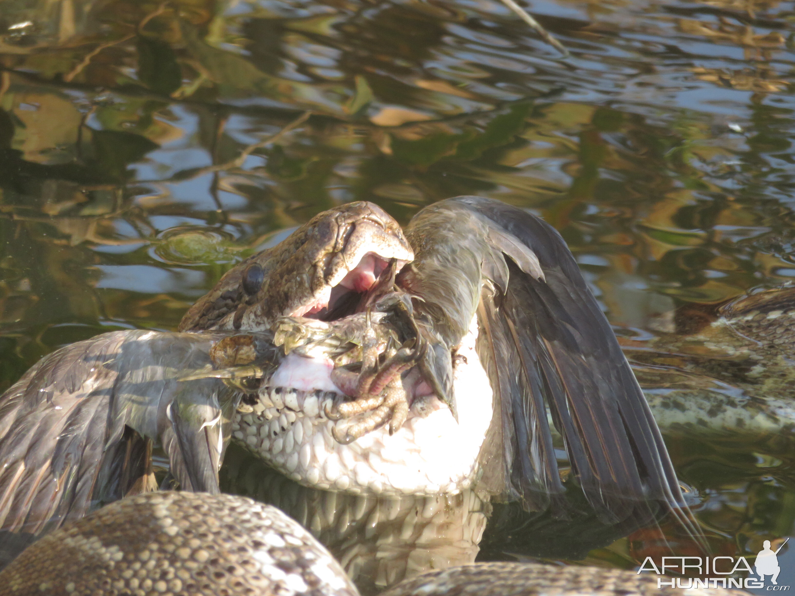 African Rock Python swallowing a bird