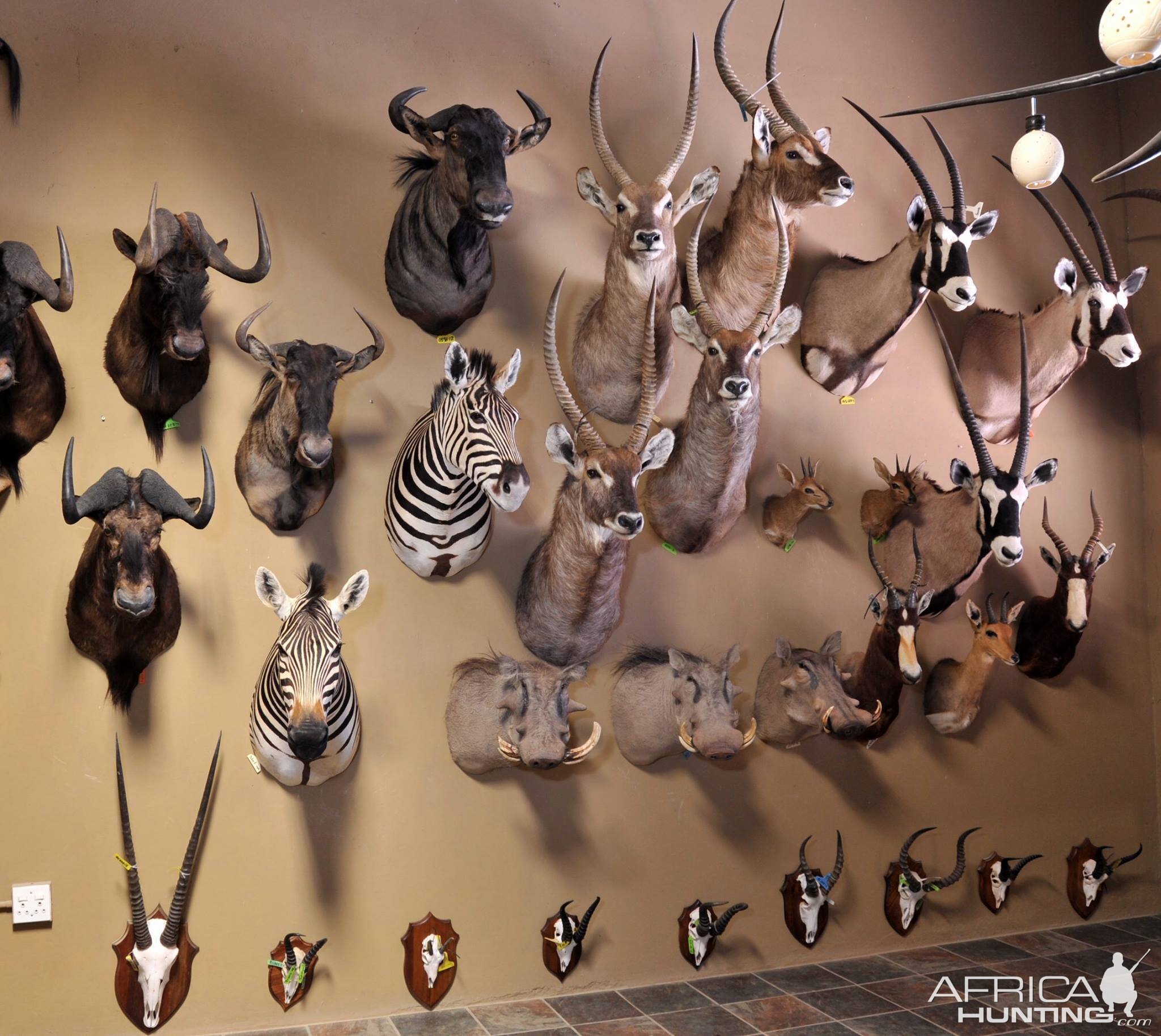 African San Taxidermy Studio