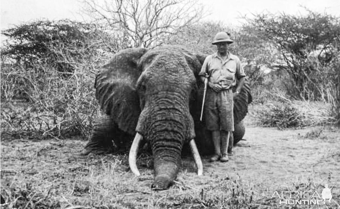 African Savannah Elephant Hunt