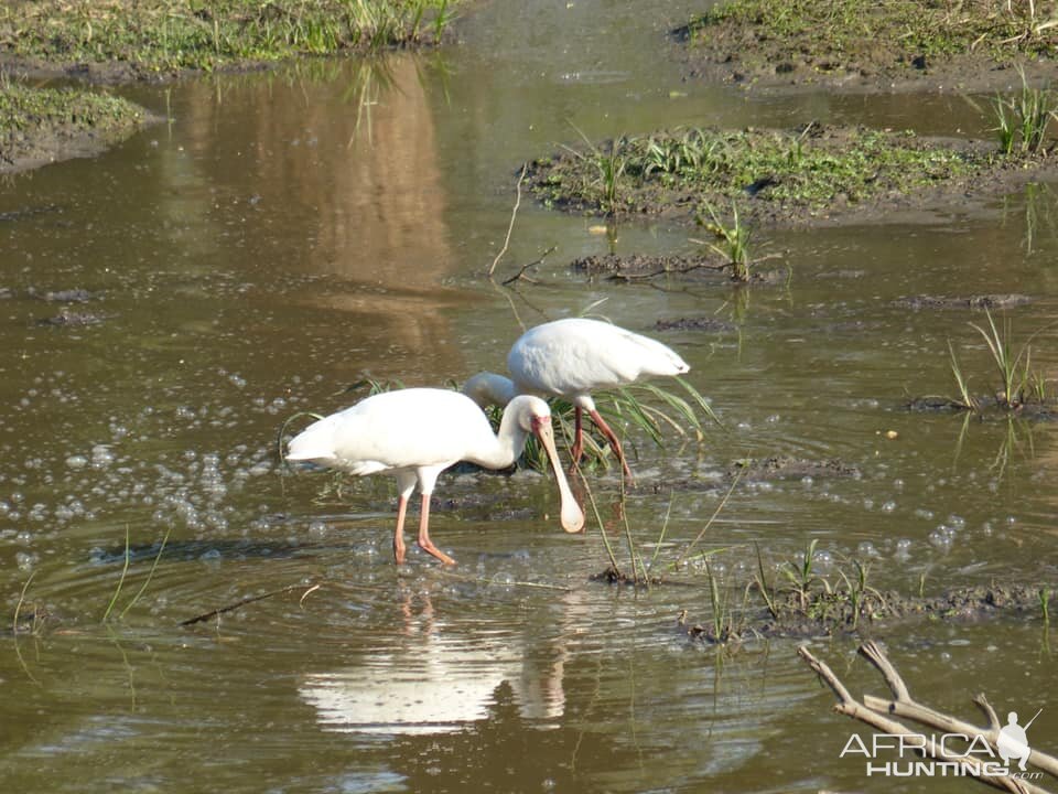 African Spoonbill Zimbabwe