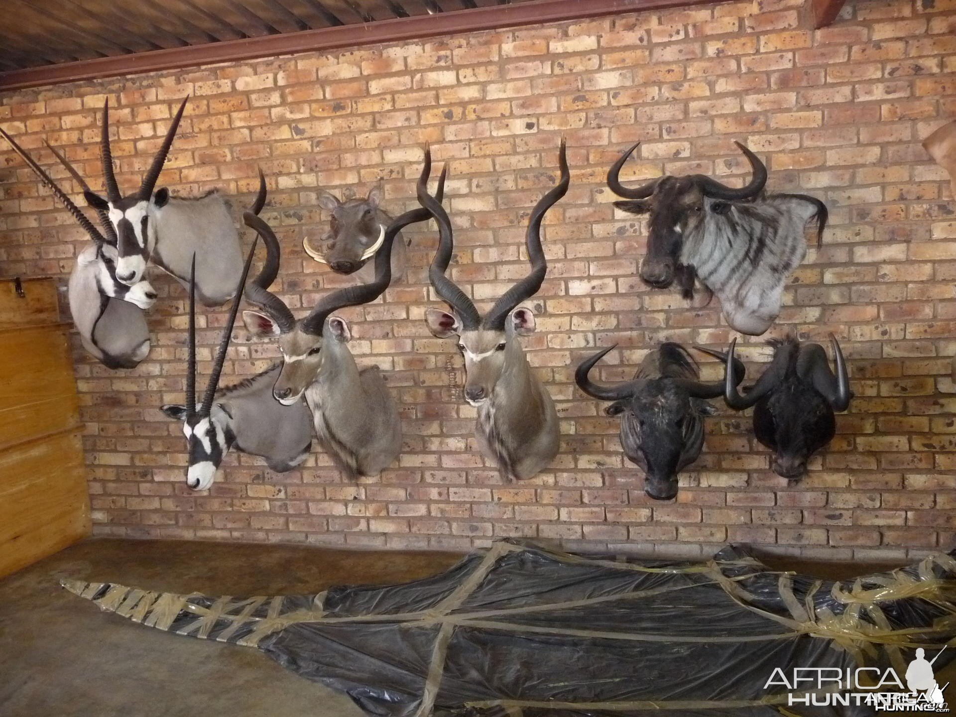 African Taxidermy