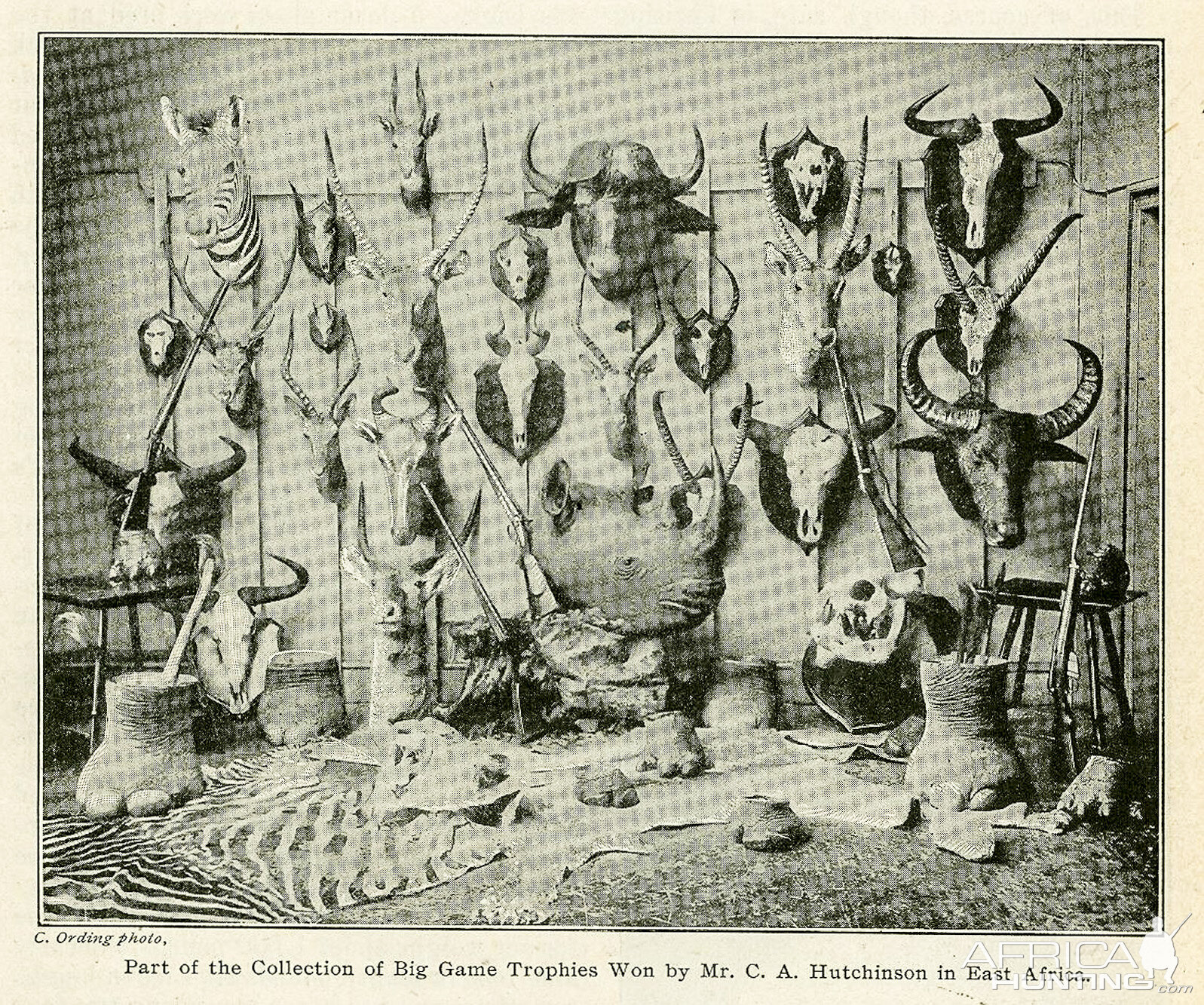 African trophies