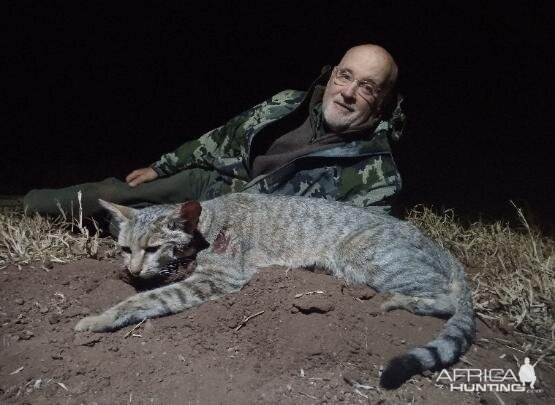 African WIld Cat Hunting Sunset Safaris