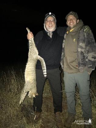 African Wild Cat Hunting Sunset Safaris