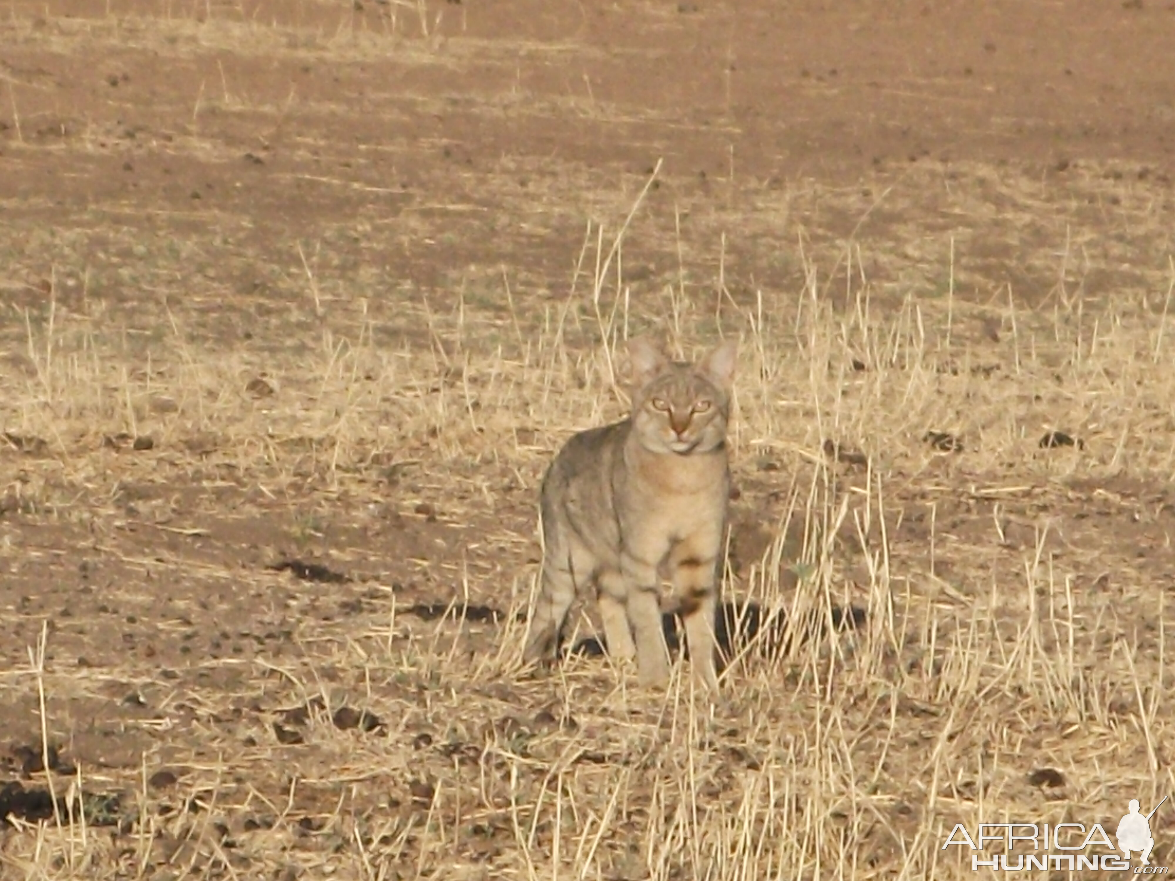 African Wild Cat Namibia