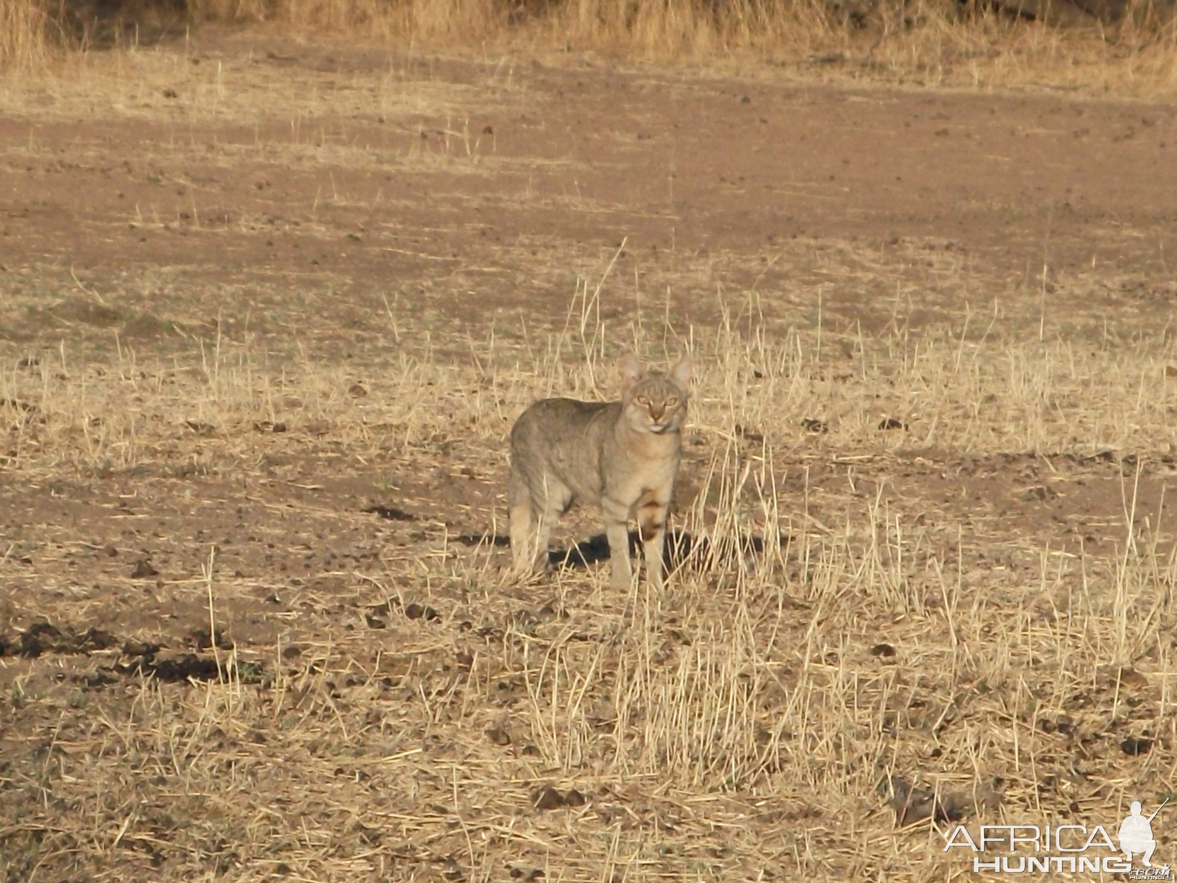 African Wild Cat Namibia