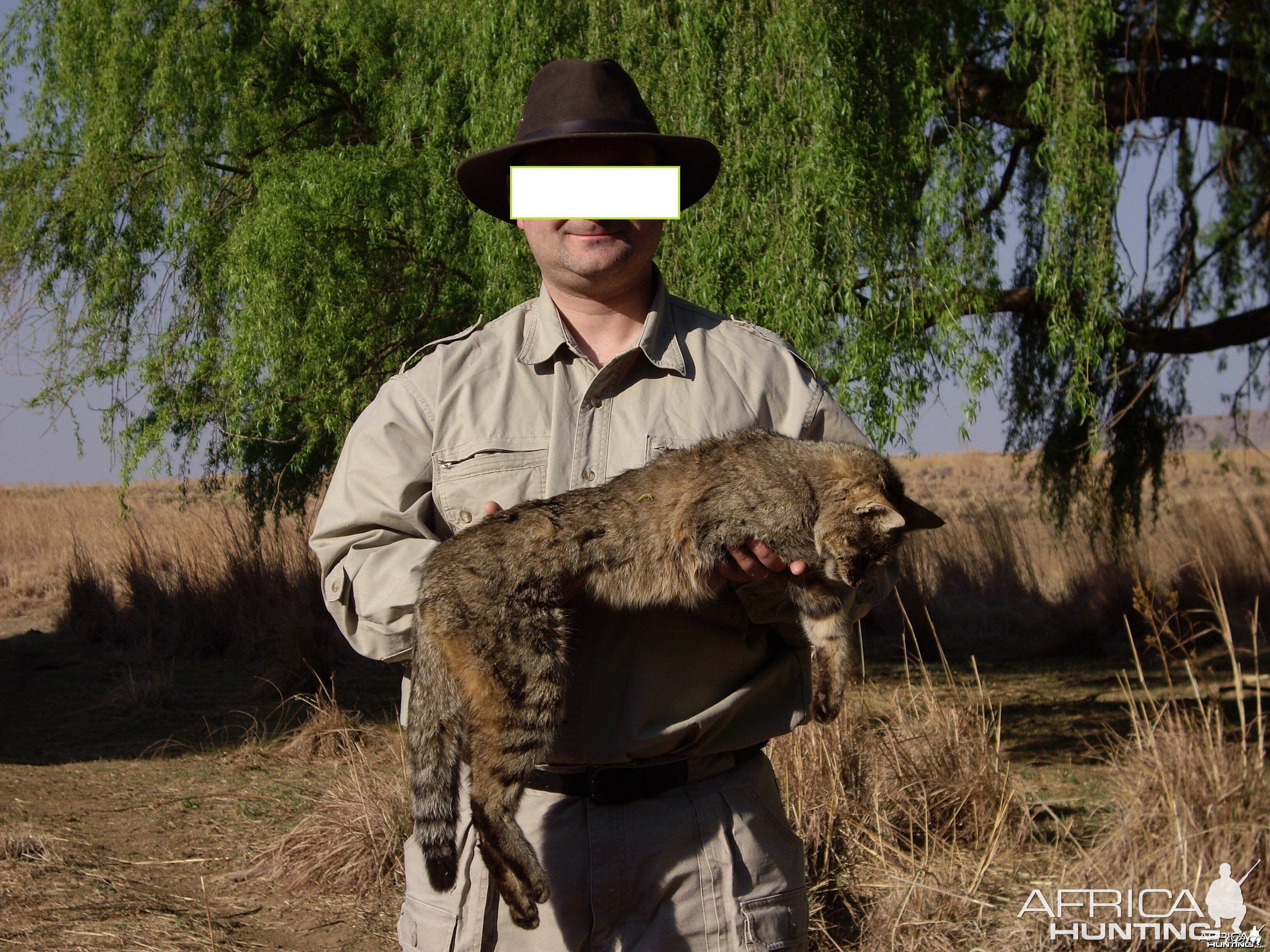 African Wild Cat