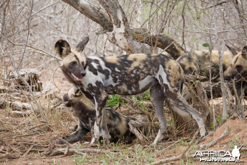 African Wild Dog (Lycaon pictus)