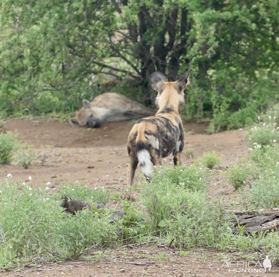 African Wild Dog with a Spotted Hyena in the background Kruger National Park South Africa