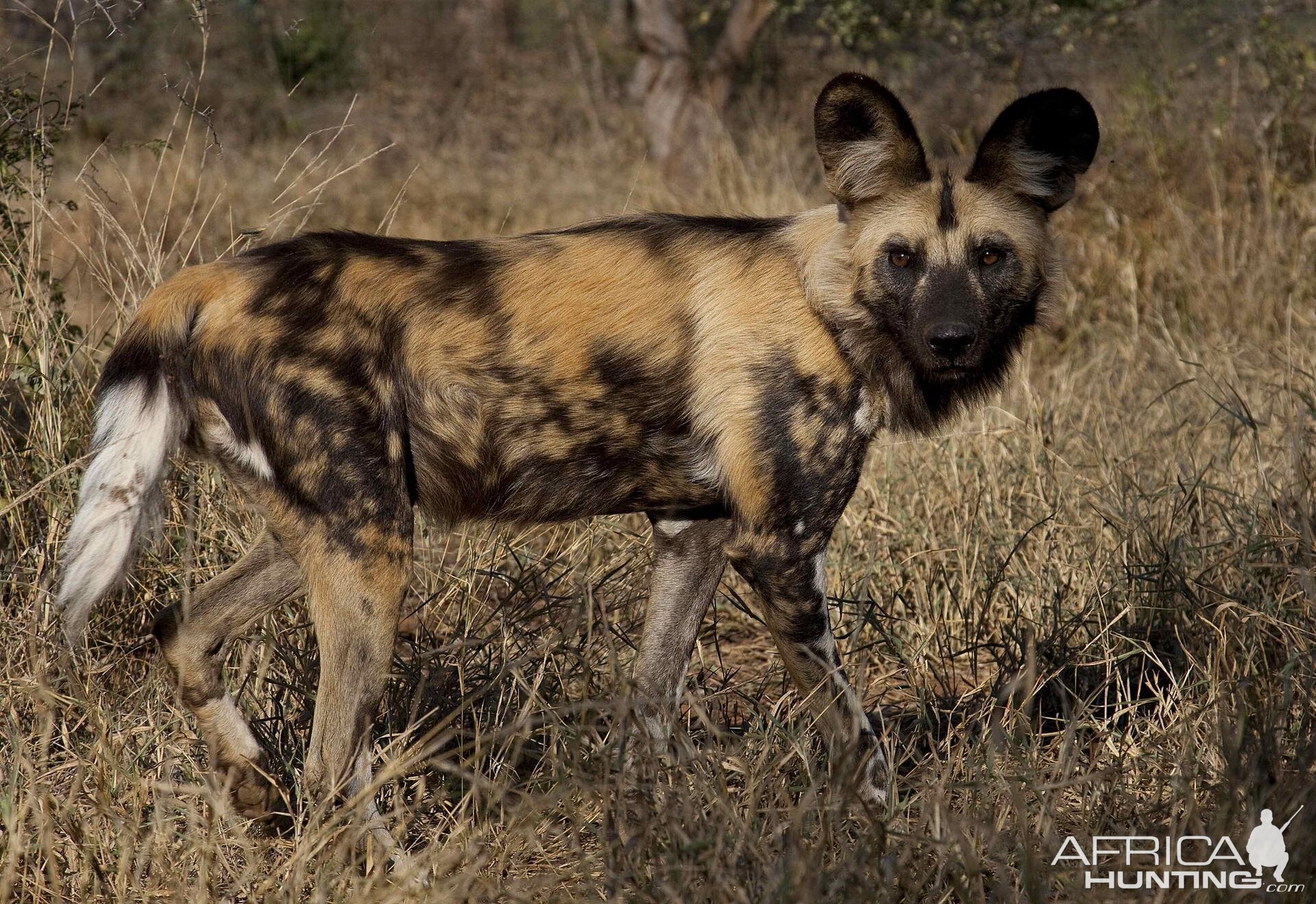 African Wild Dog