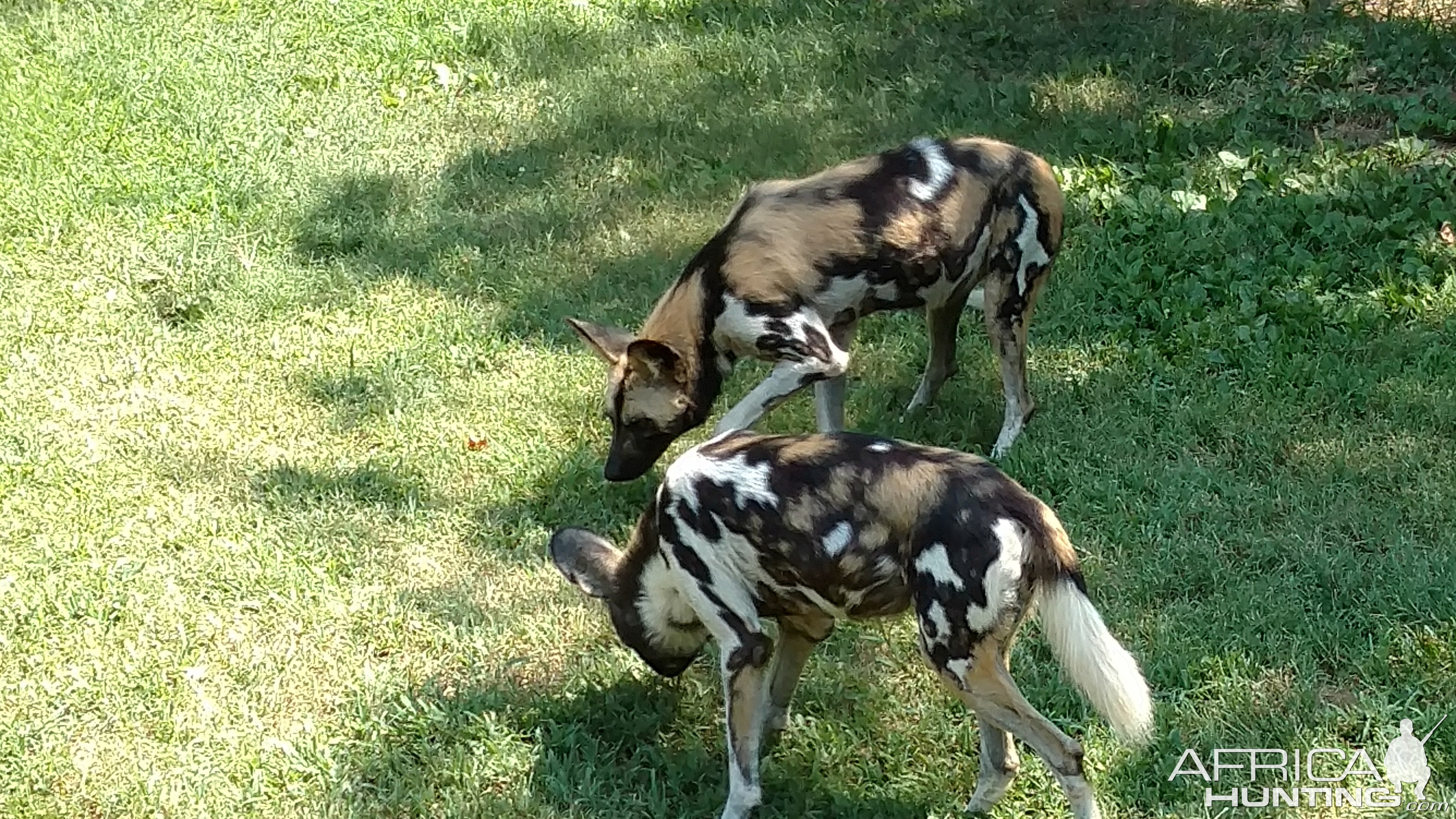 African Wild Dogs