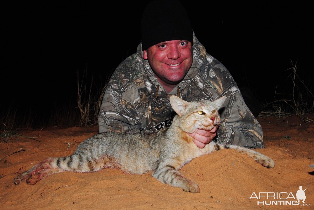 African Wildcat Hunt South Africa