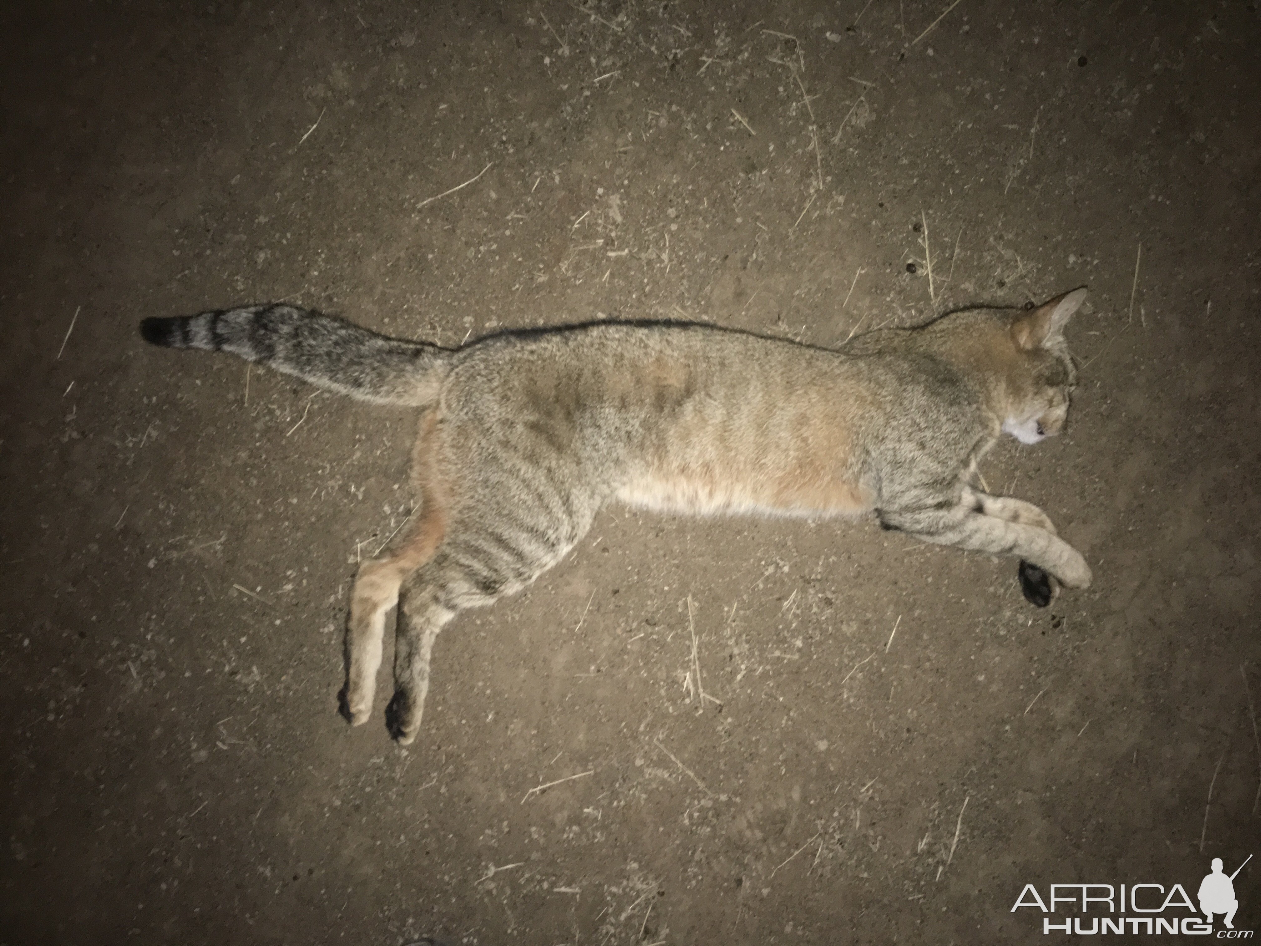 African Wildcat Hunt Zimbabwe