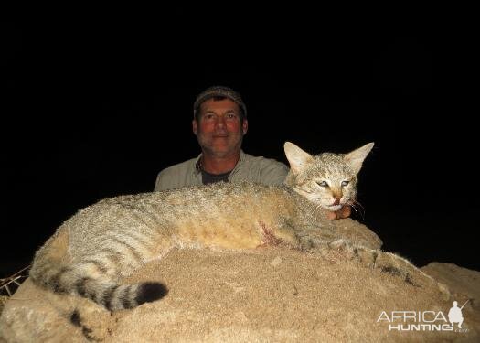 African Wildcat Hunting Sunset Safaris