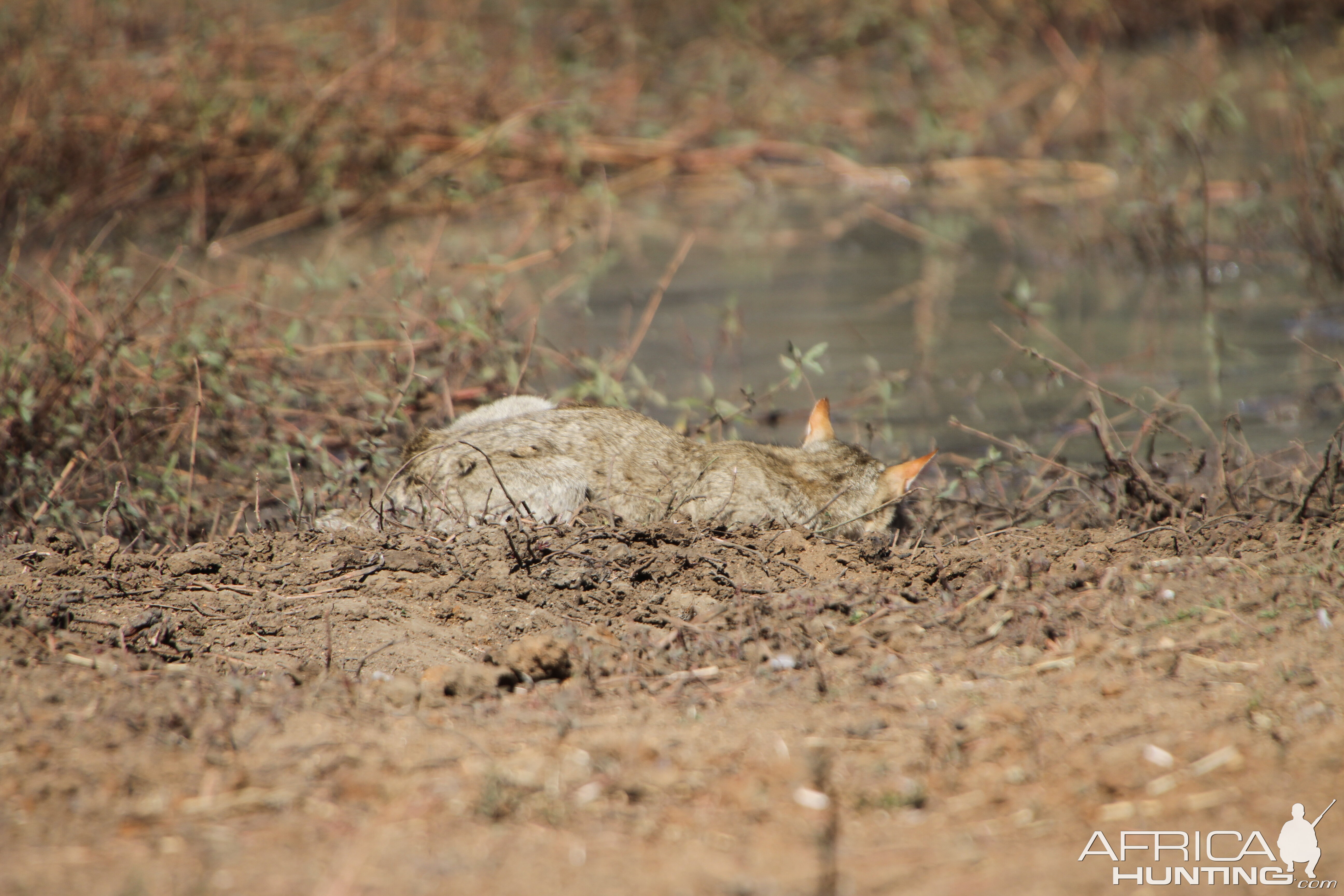 African Wildcat Namibia