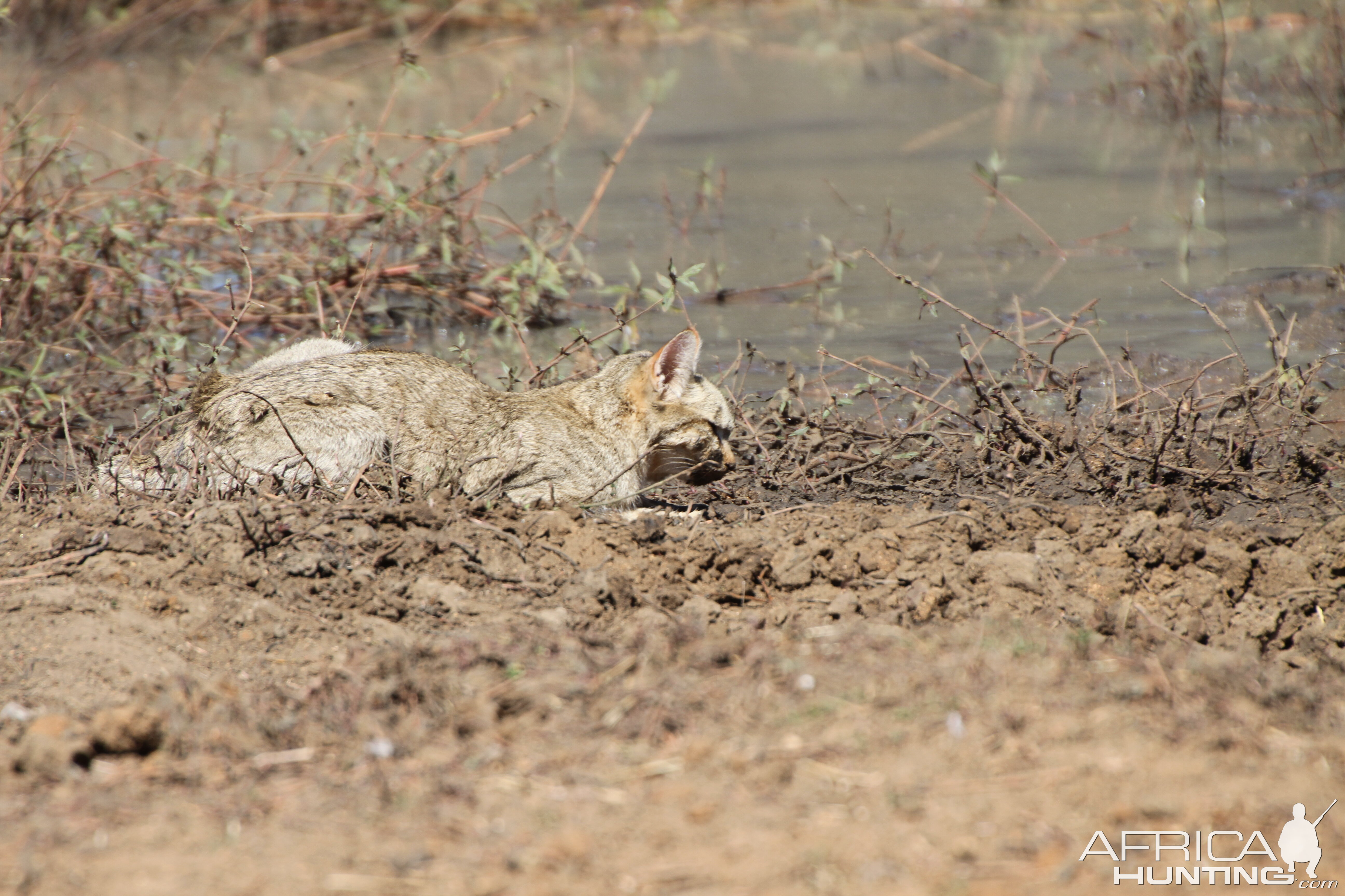 African Wildcat Namibia