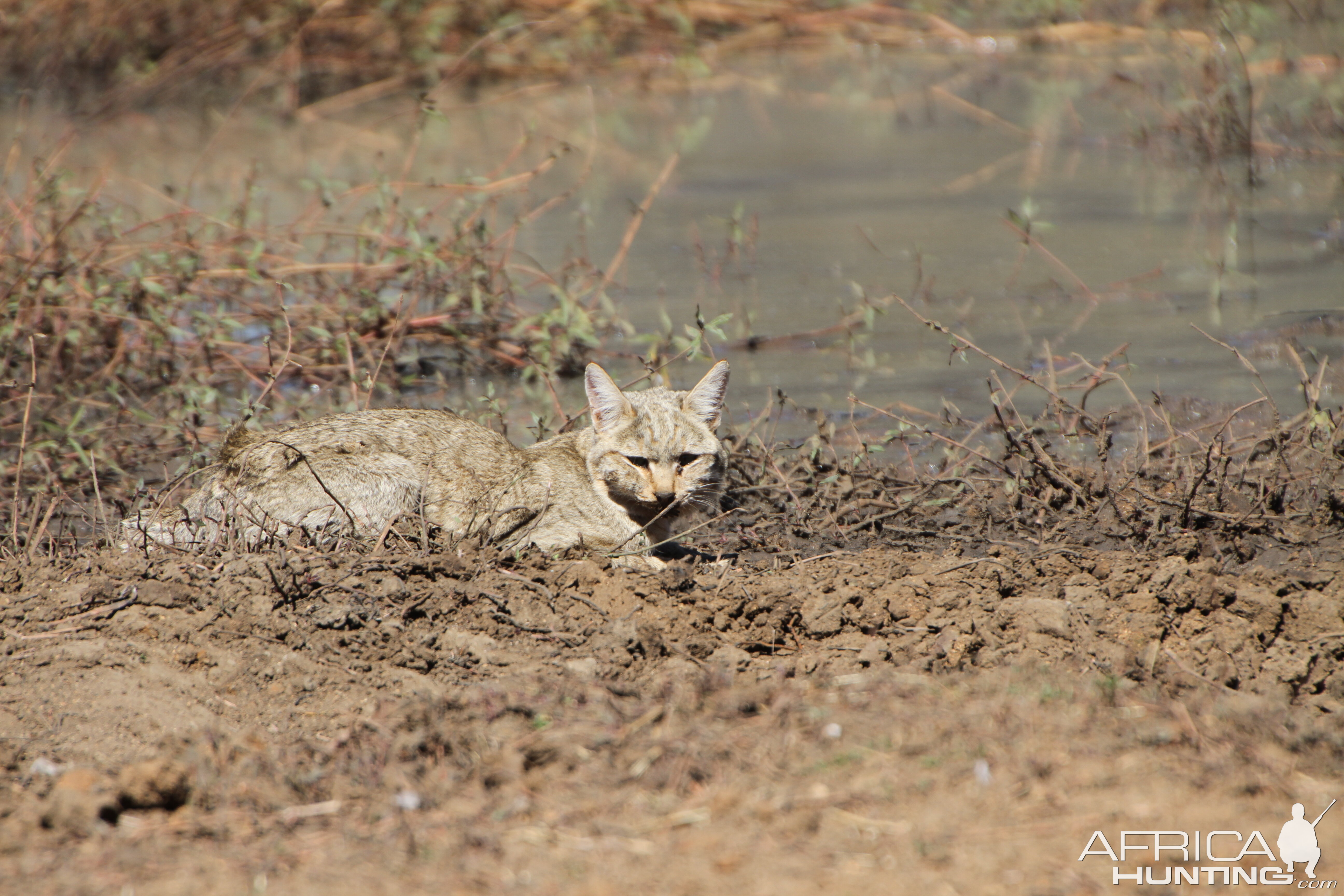 African Wildcat Namibia