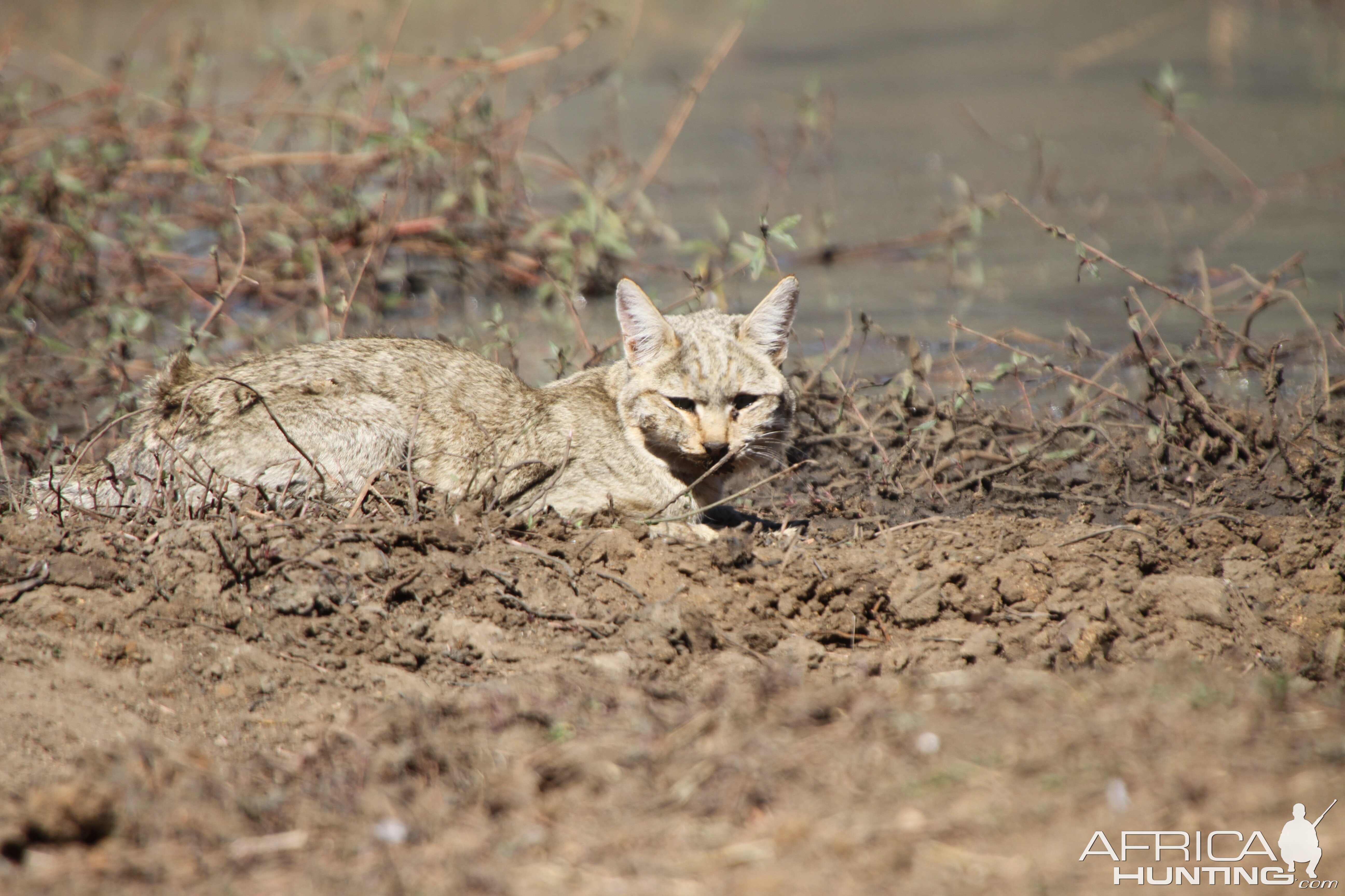 African Wildcat Namibia