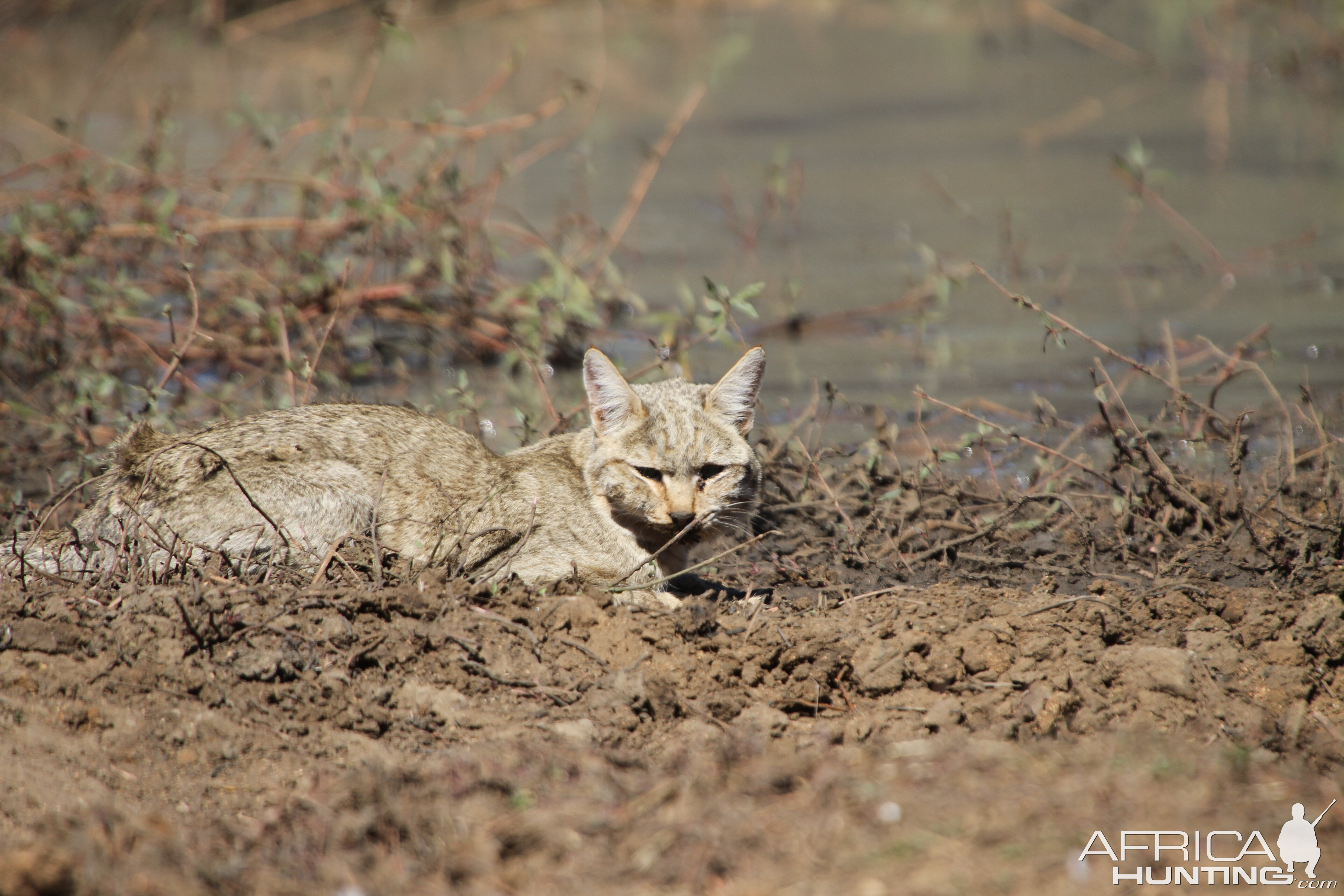 African Wildcat Namibia