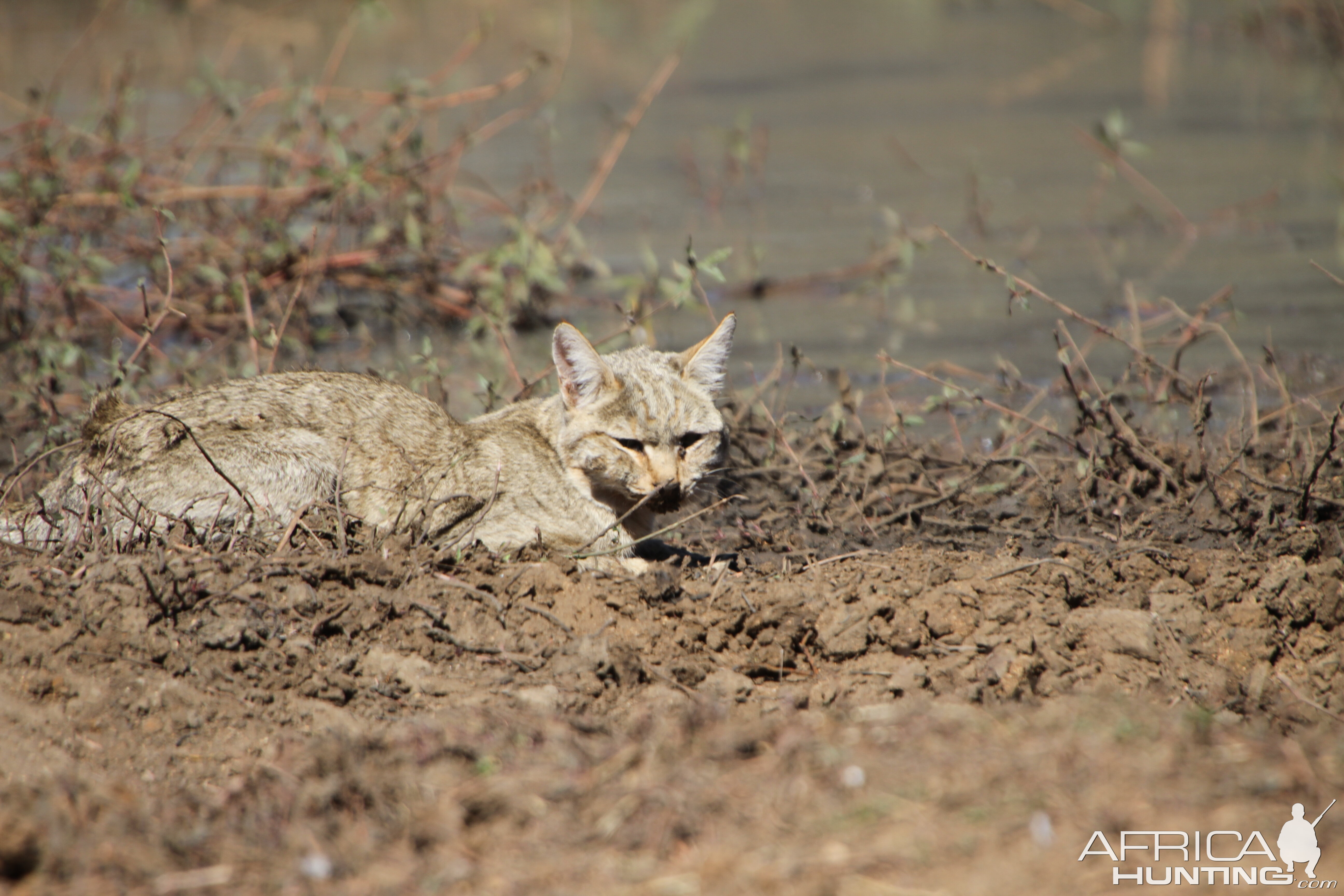 African Wildcat Namibia