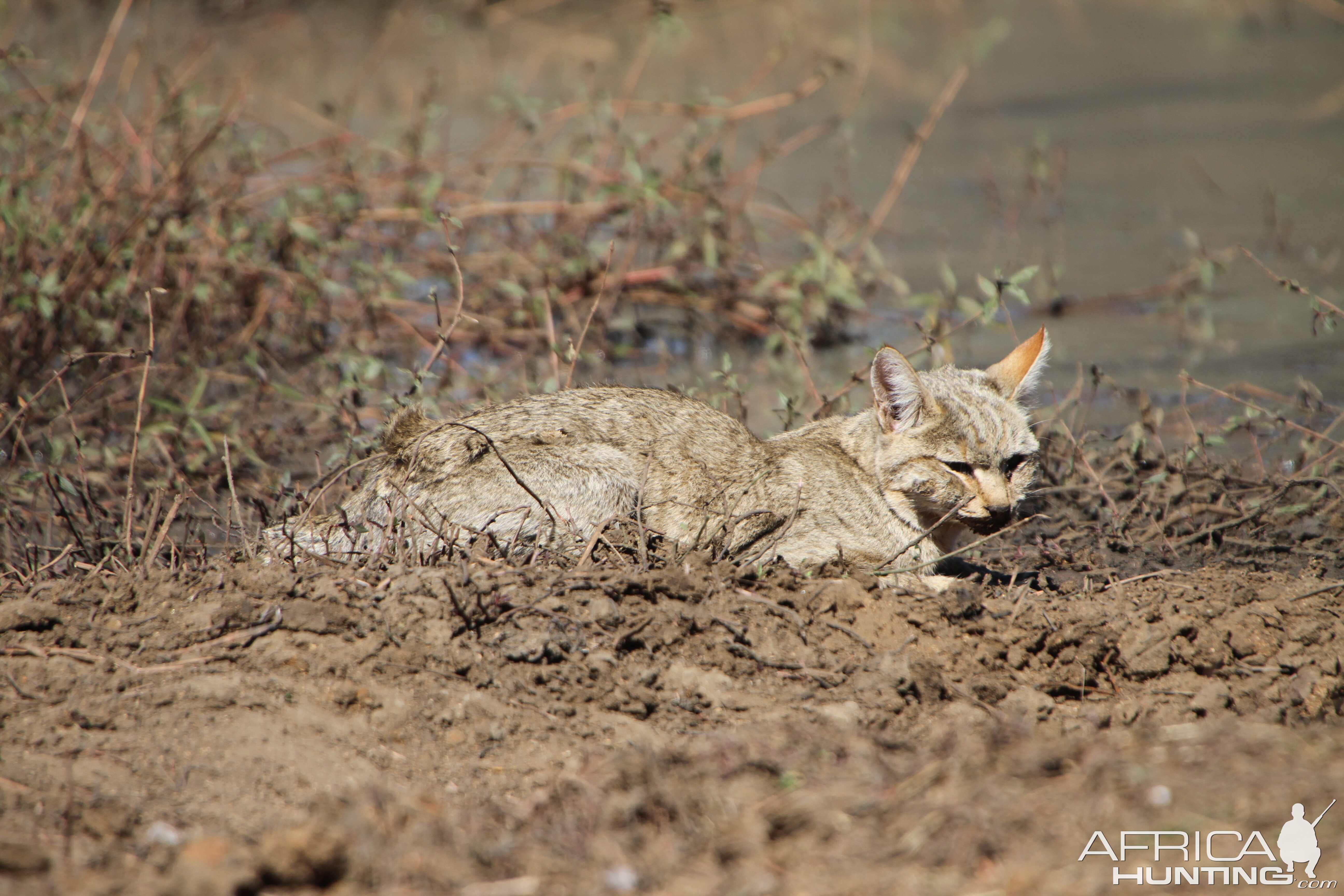 African Wildcat Namibia