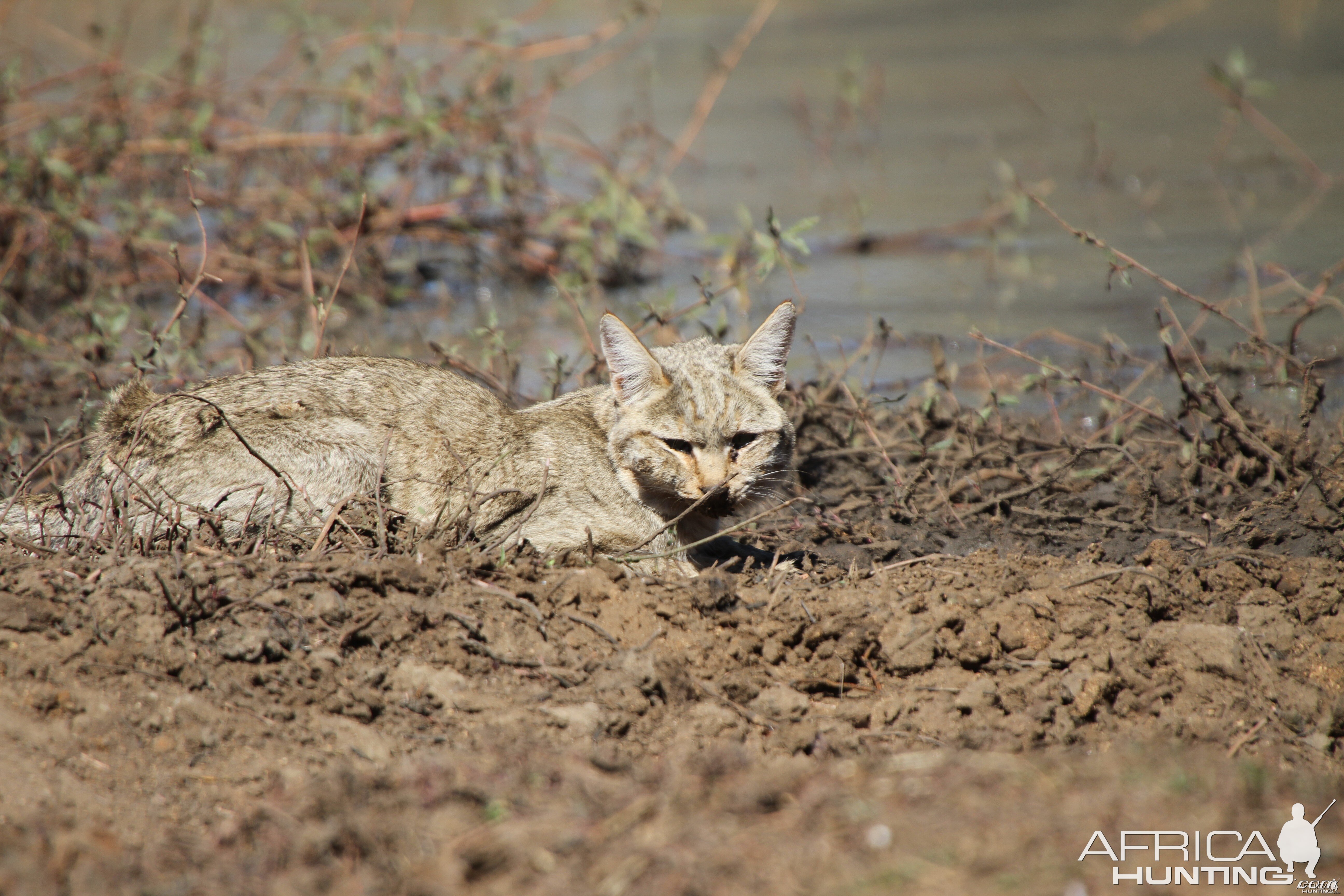 African Wildcat Namibia