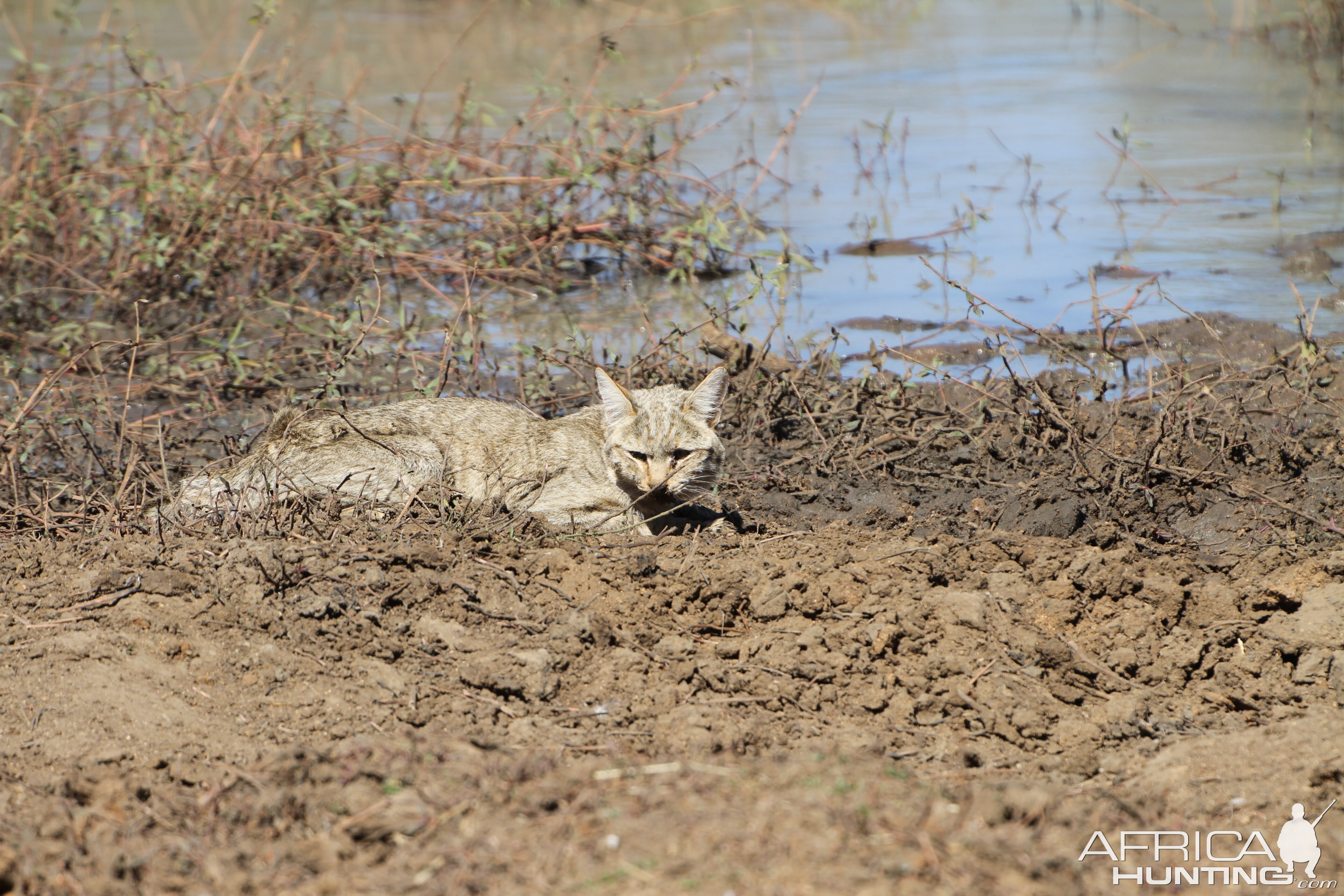 African Wildcat Namibia